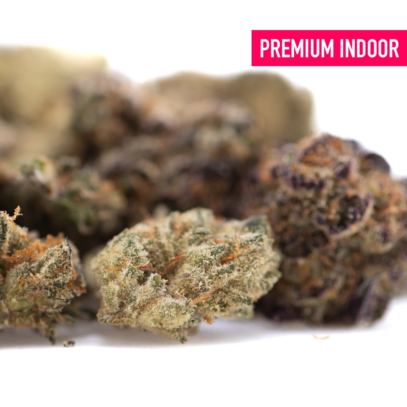 Premium indoor purple punch thca flower smalls with dense frosty green and orange trichomes for thca indoor hemp use