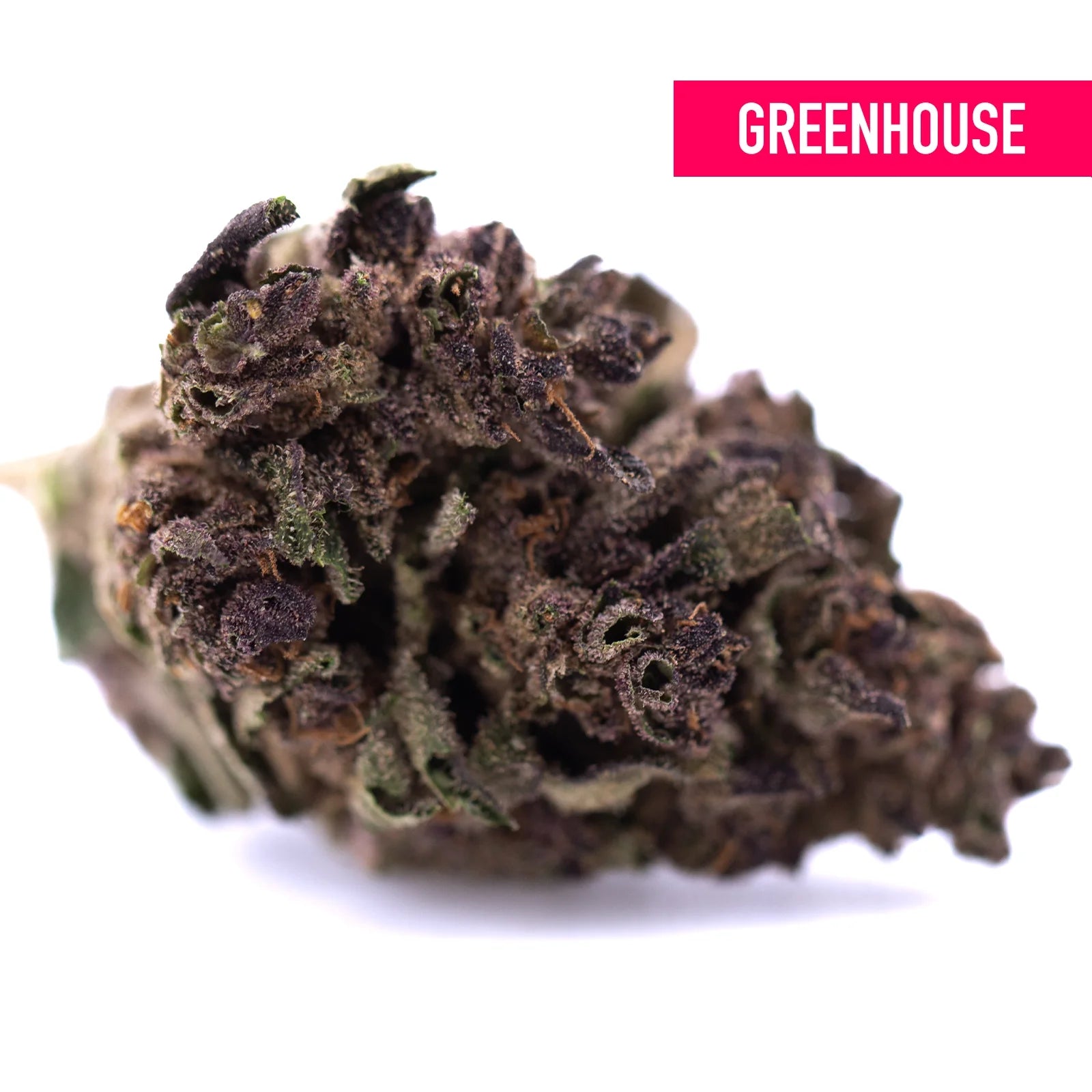 A dense dark purple queen’s greenhouse thca flower hemp bud with textured surface and hints of green total cannabinoid