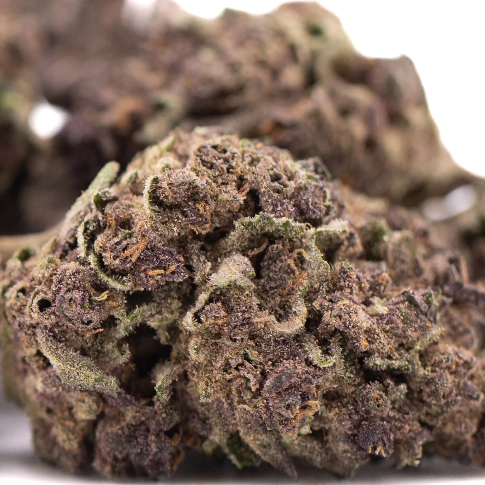 Dense dark purple queen’s greenhouse thca flower with green trichomes and orange pistils high total cannabinoid