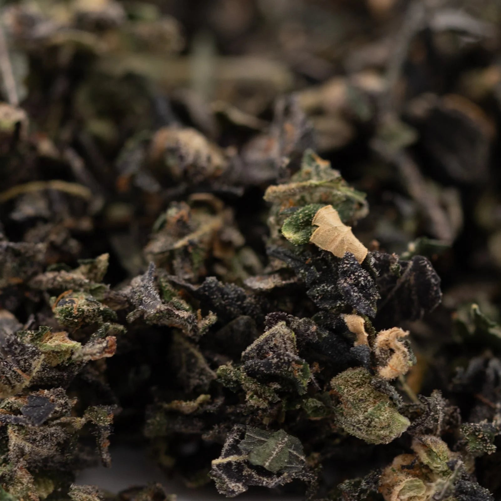 Close-up of dry dark green and brown Purple Wedding Cake indoor trim with lighter THCA trim