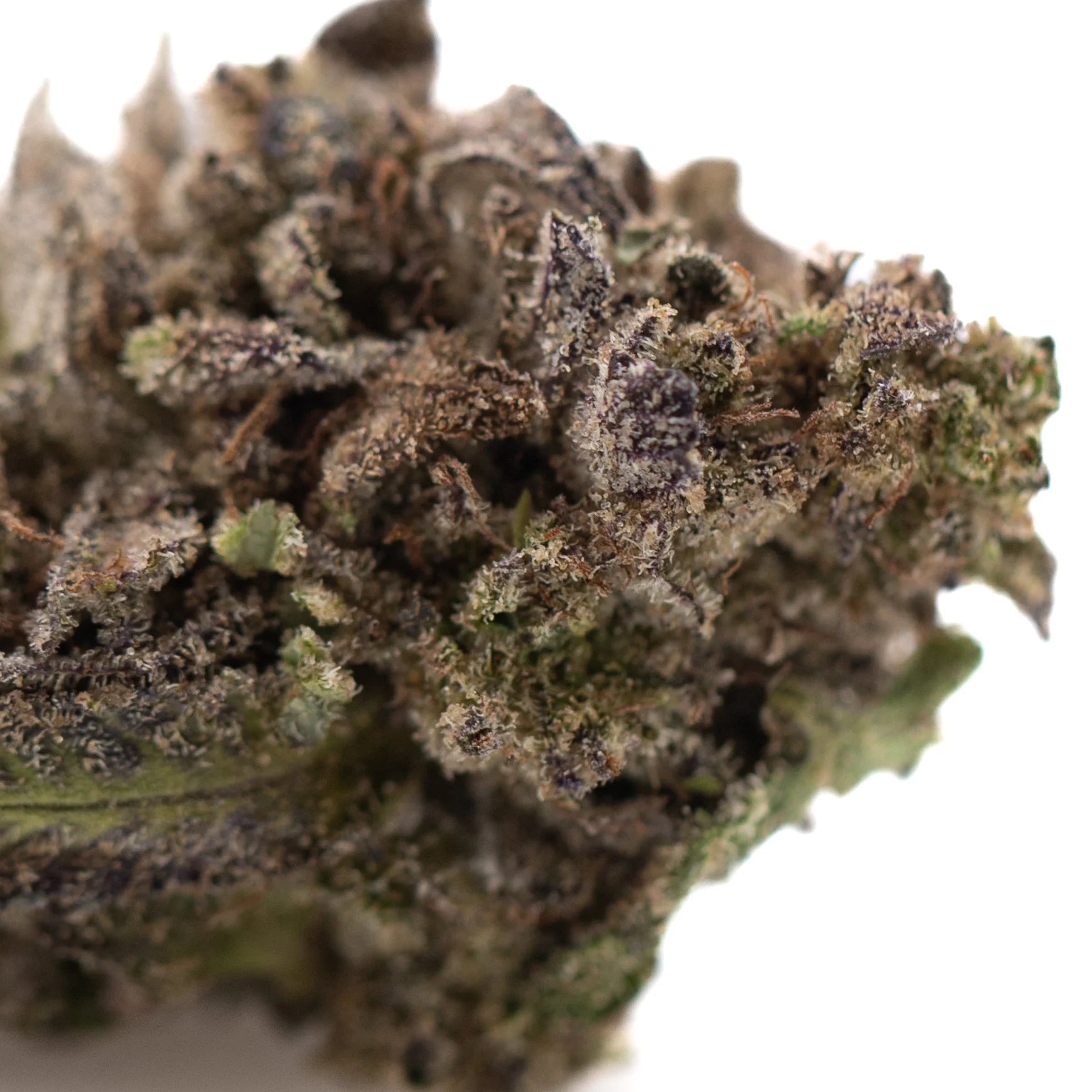 A dense purple wedding cakes cannabis bud with green and purple hues covered in trichomes greenhouse thca flower