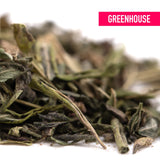 Dried green tea leaves with curled edges and stems in purple wedding greenhouse thca trim wholesale hemp flower