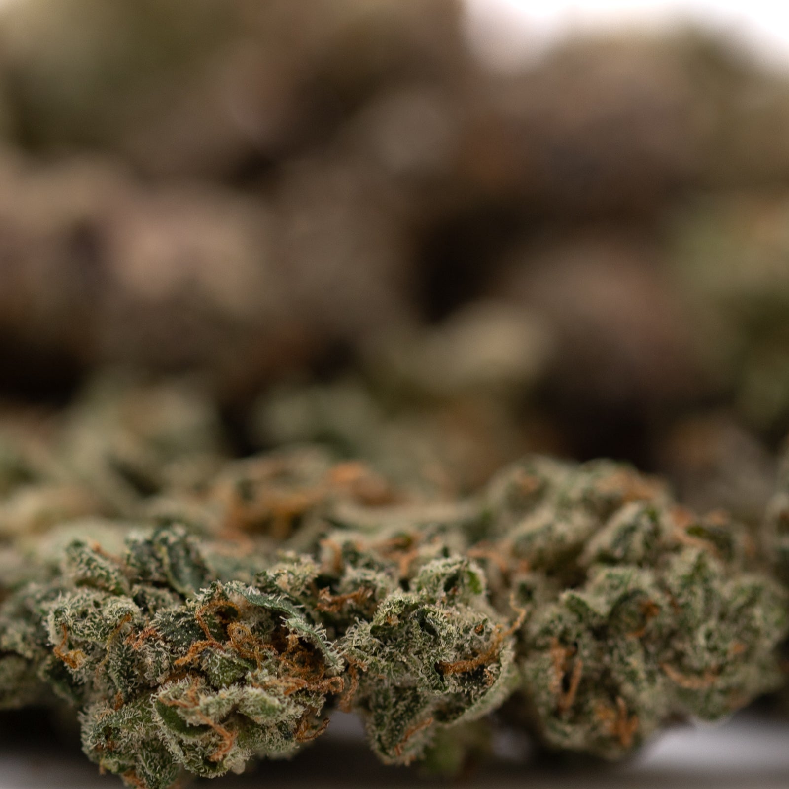 Dried Purple Wedding Indoor THCa Flower Smalls with trichomes and orange pistils