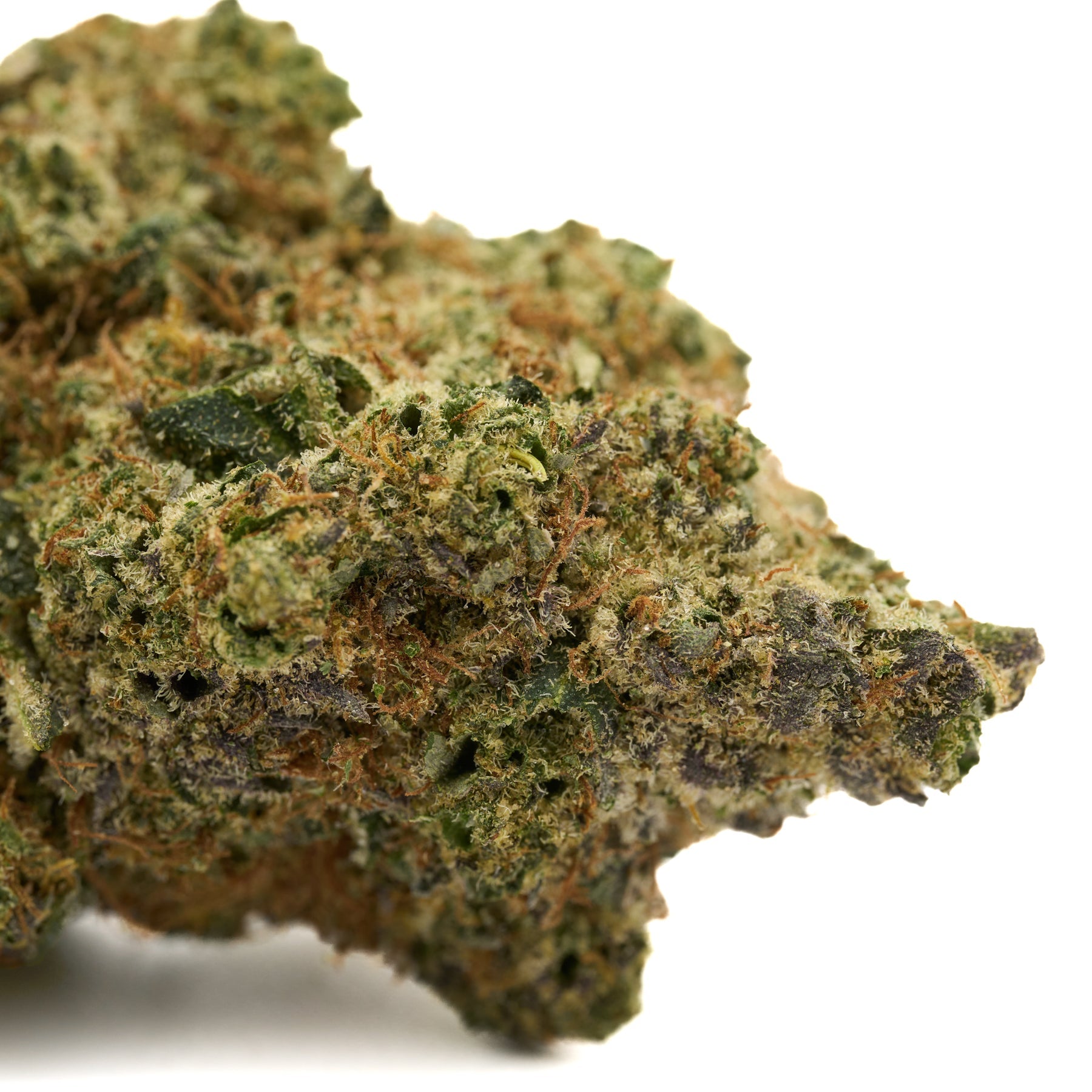 Pyromaniac Indoor THCa Flower with dense trichomes and purple orange hairs