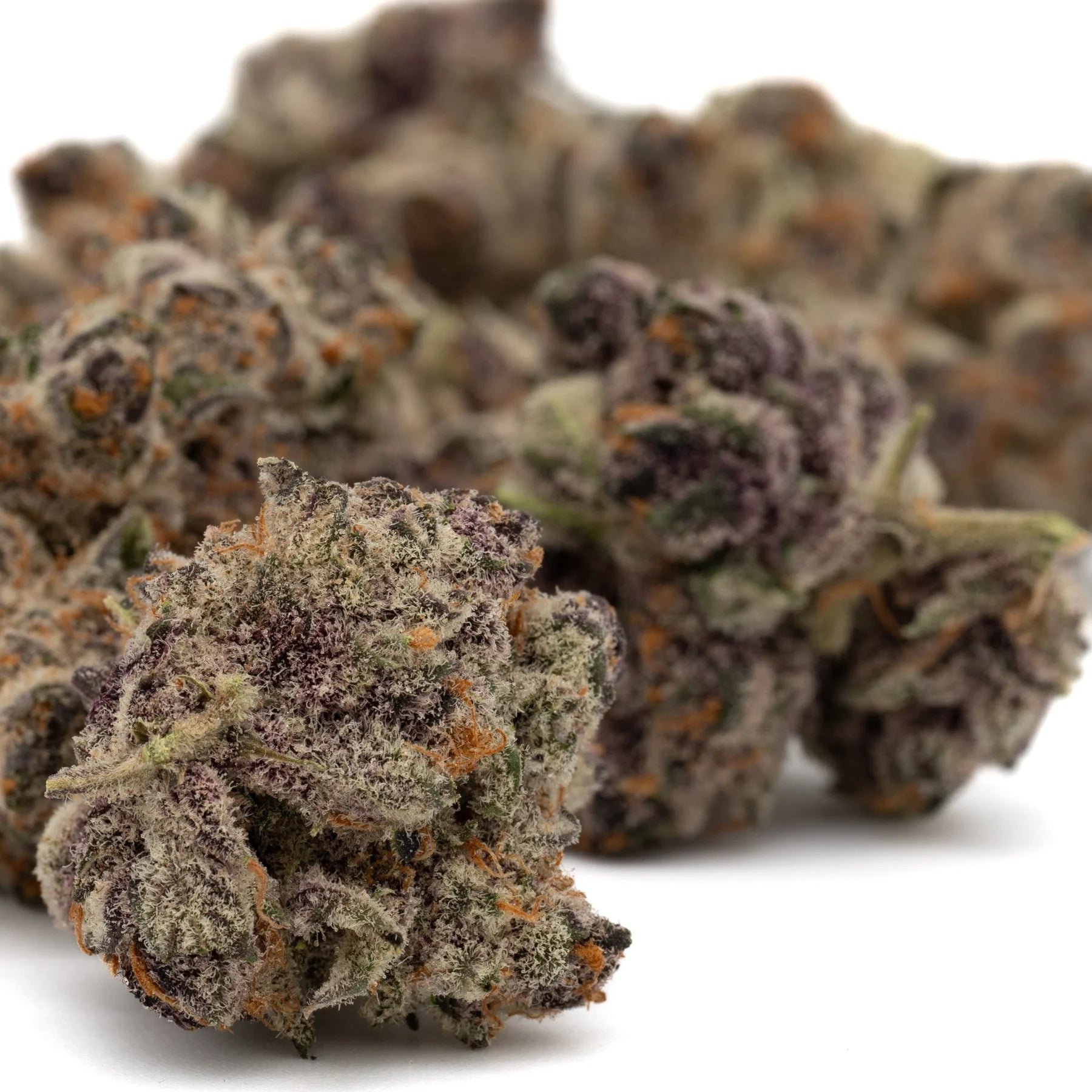 Black Frost’s indoor THCa flower featuring dense purple cannabis buds with orange pistils