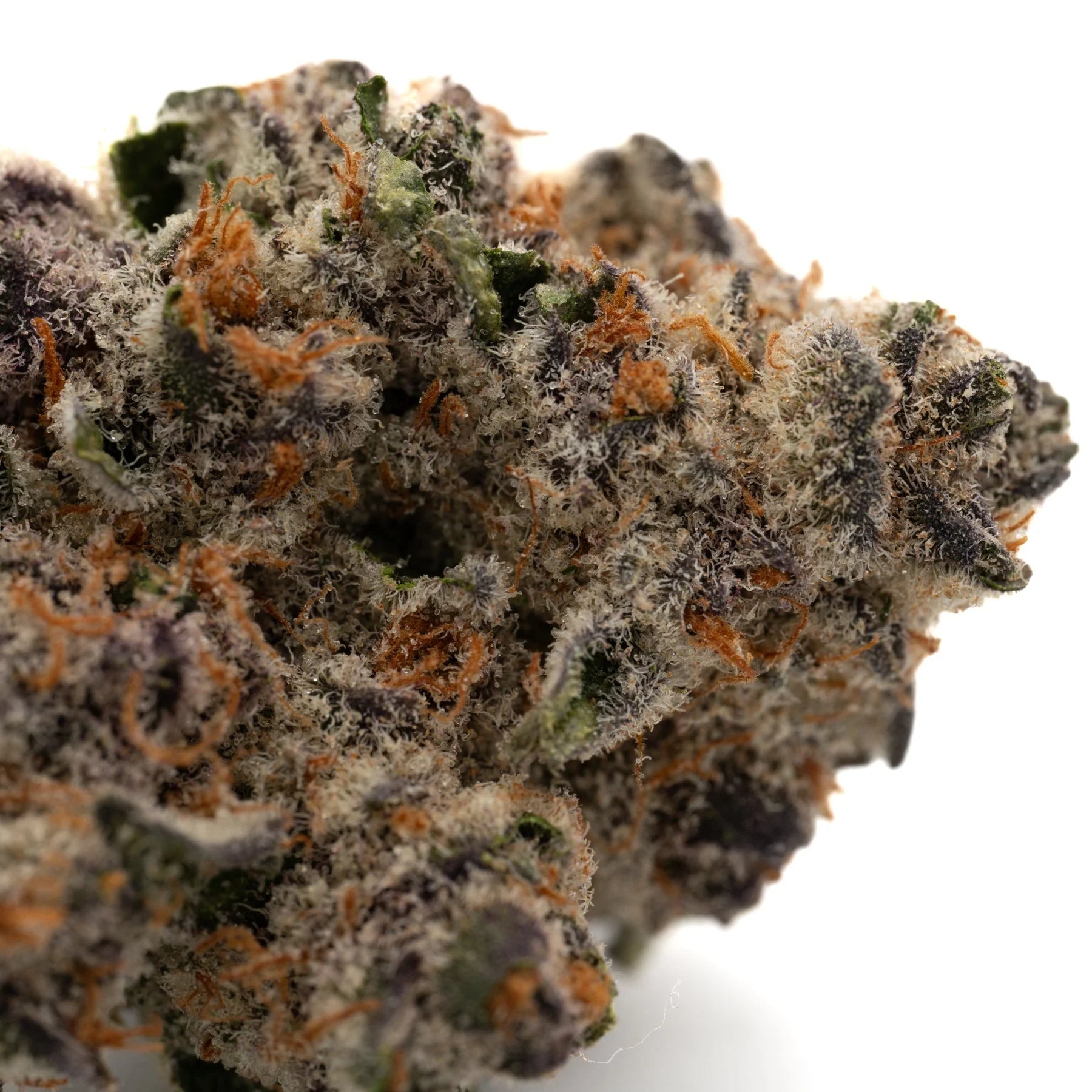 Dense Raspberry Runtz Indoor THCa Flower with orange pistils and purple hints