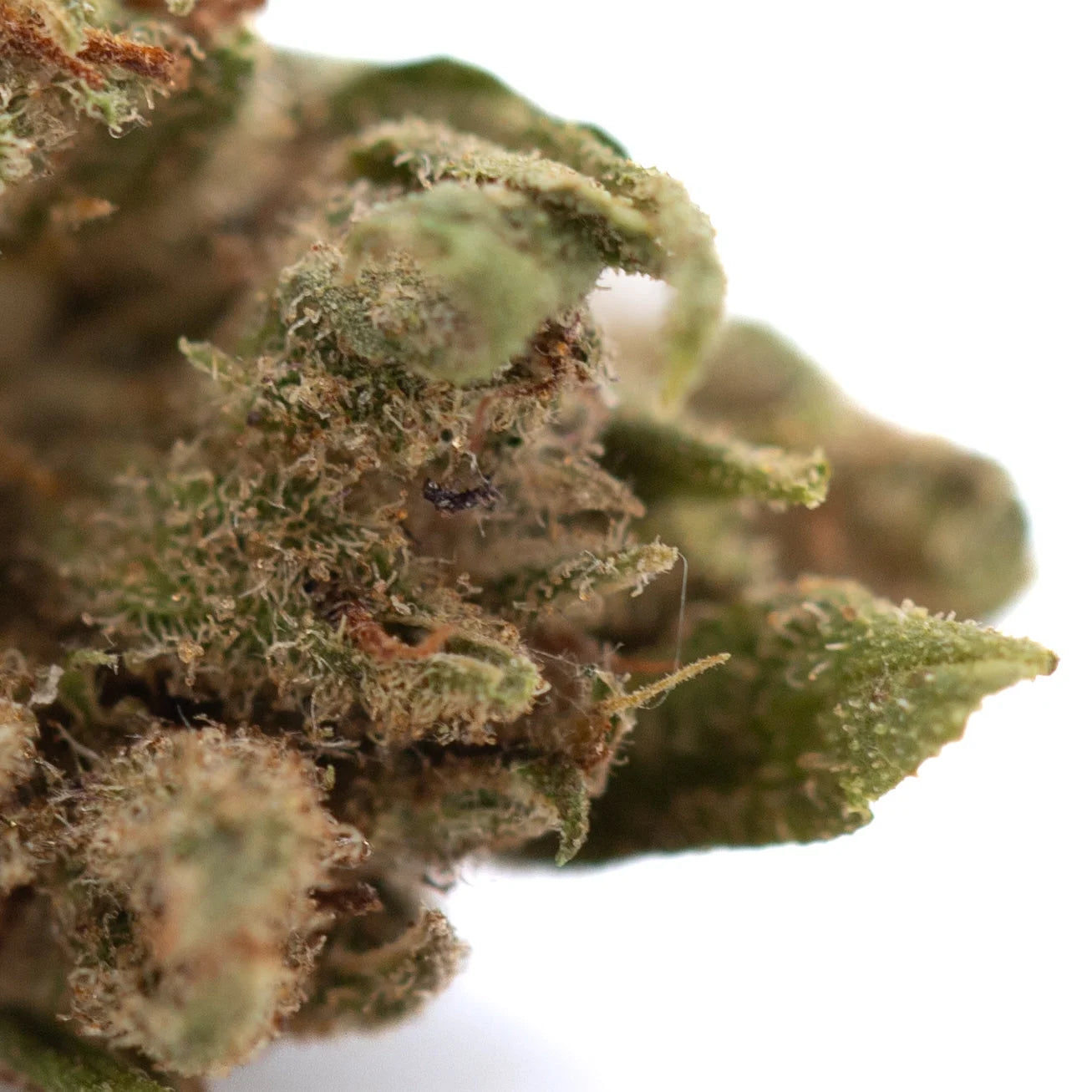 Rna cbd hemp flower full-term smalls featuring dense green cbg hemp flower covered in trichomes and orange pistils