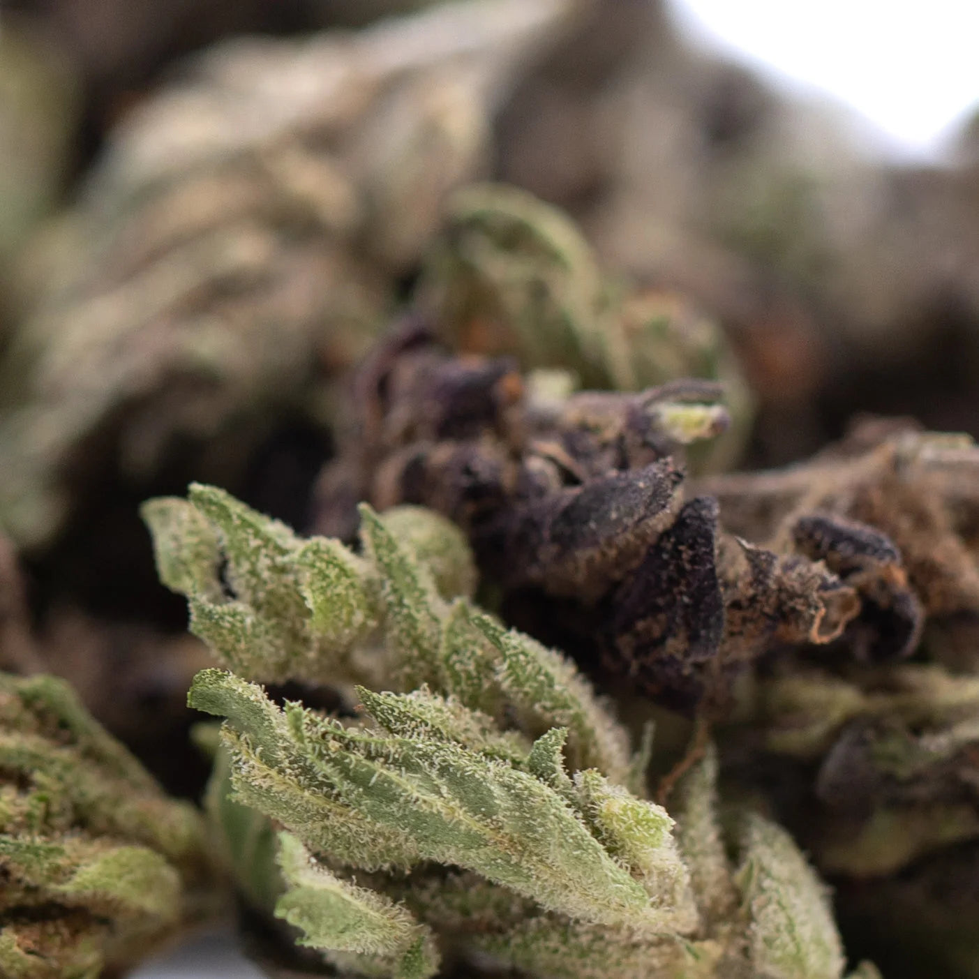 Dense green rna cbd hemp flower bud with frosty white trichomes and dark brown pistils in full-term smalls size