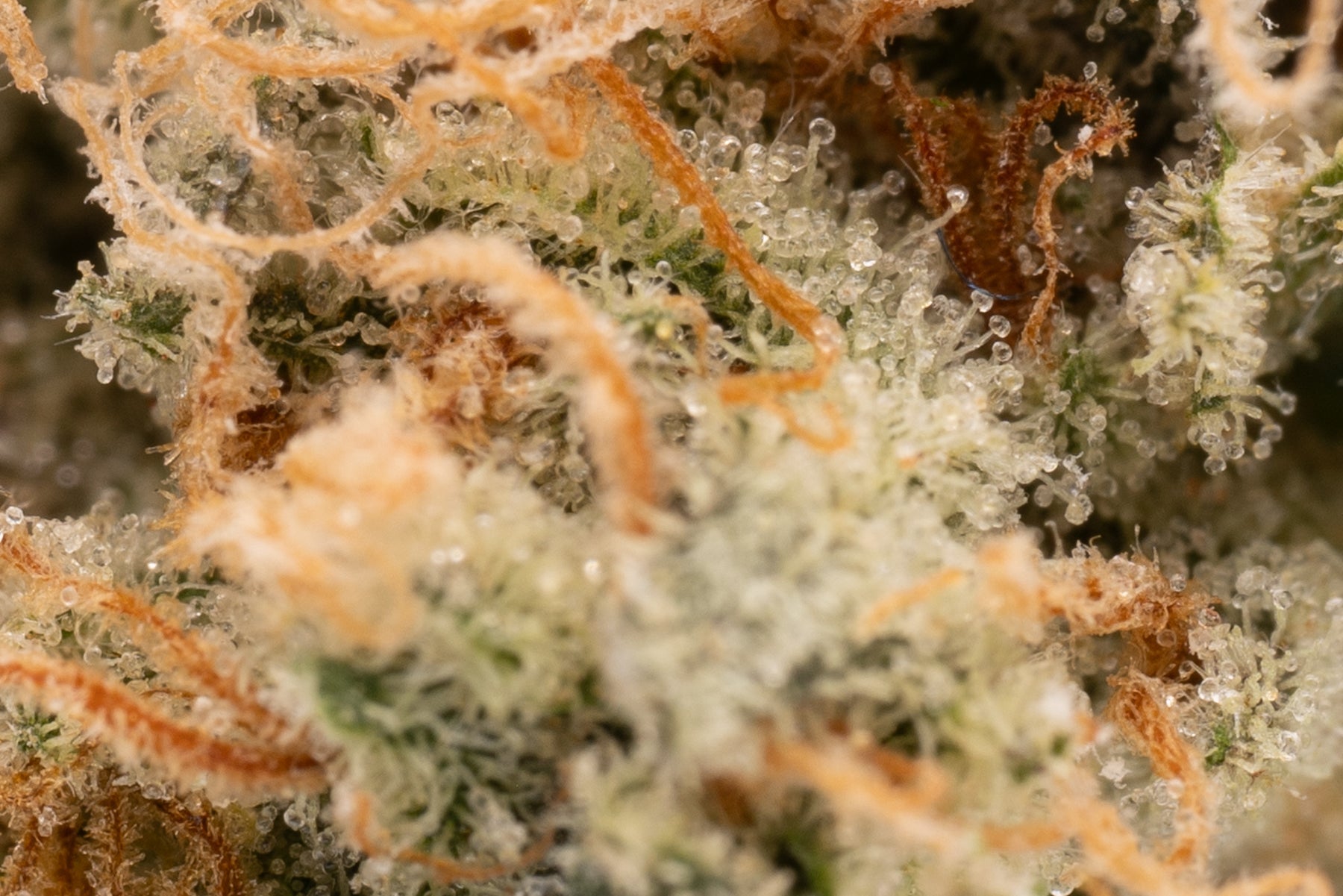 Rose Gold Runtz THCa Hemp Flower 5