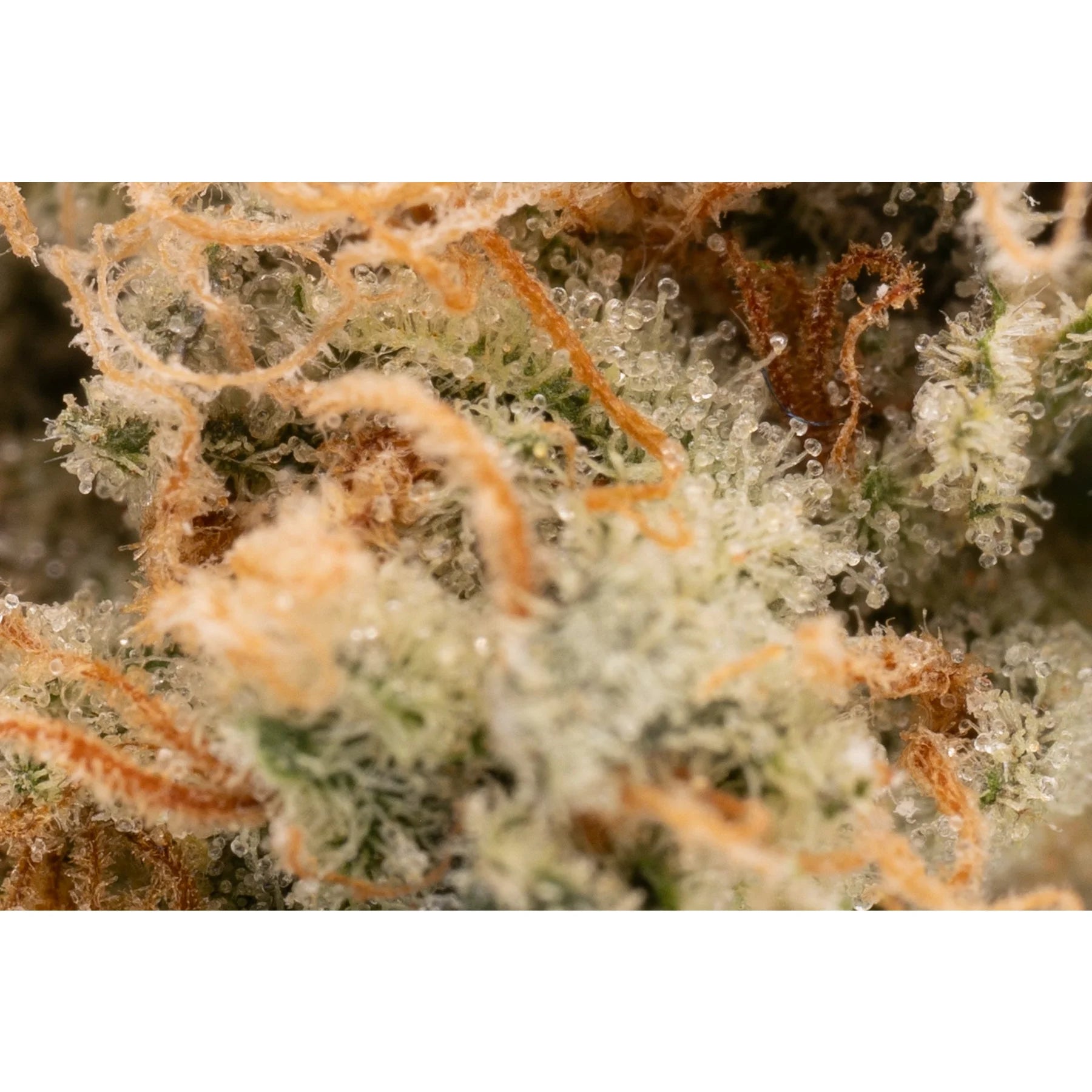 Rose Gold Runtz THCa Hemp Flower 5