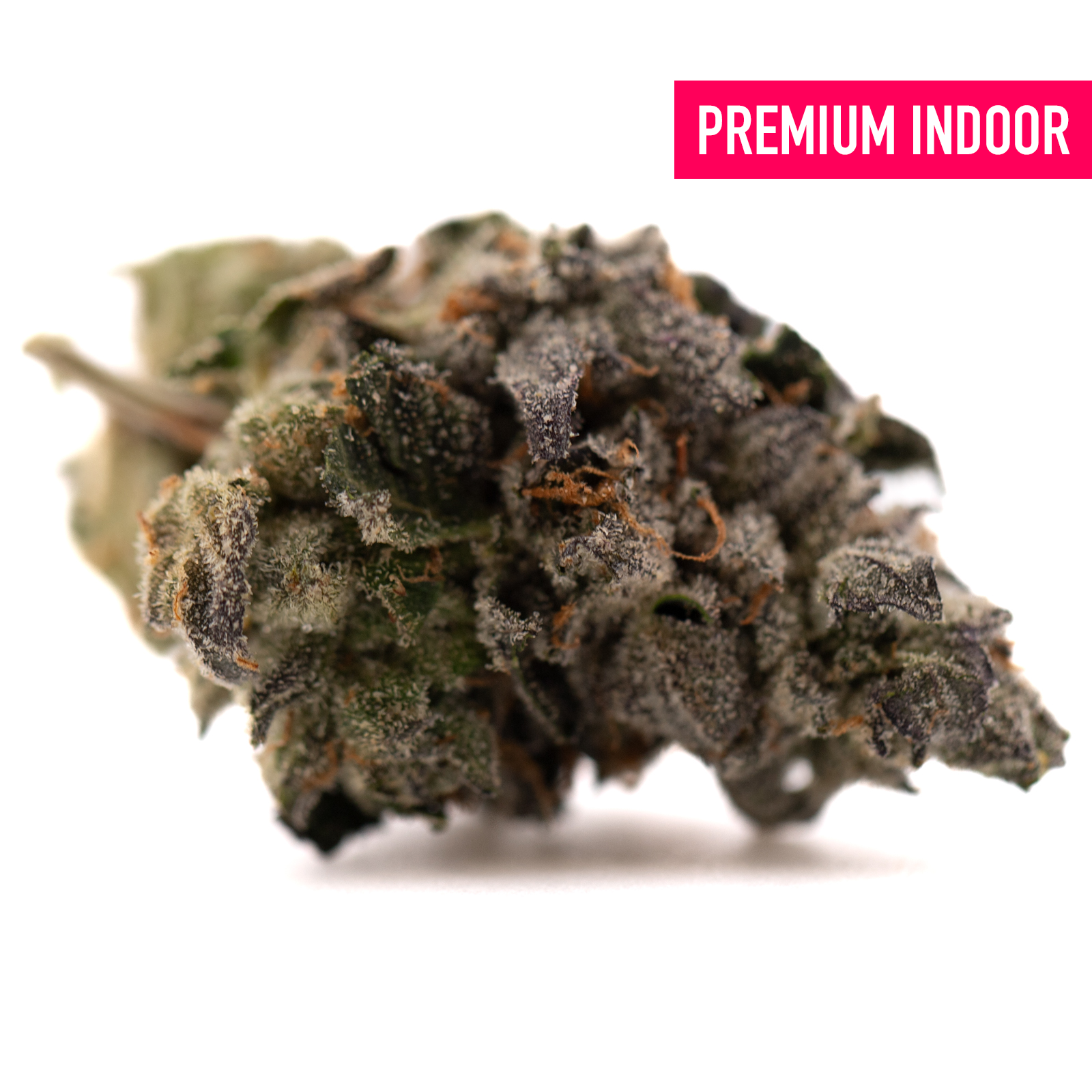 Dense frosty Rose Gold Runtz indoor THCA flower with purple and orange hues