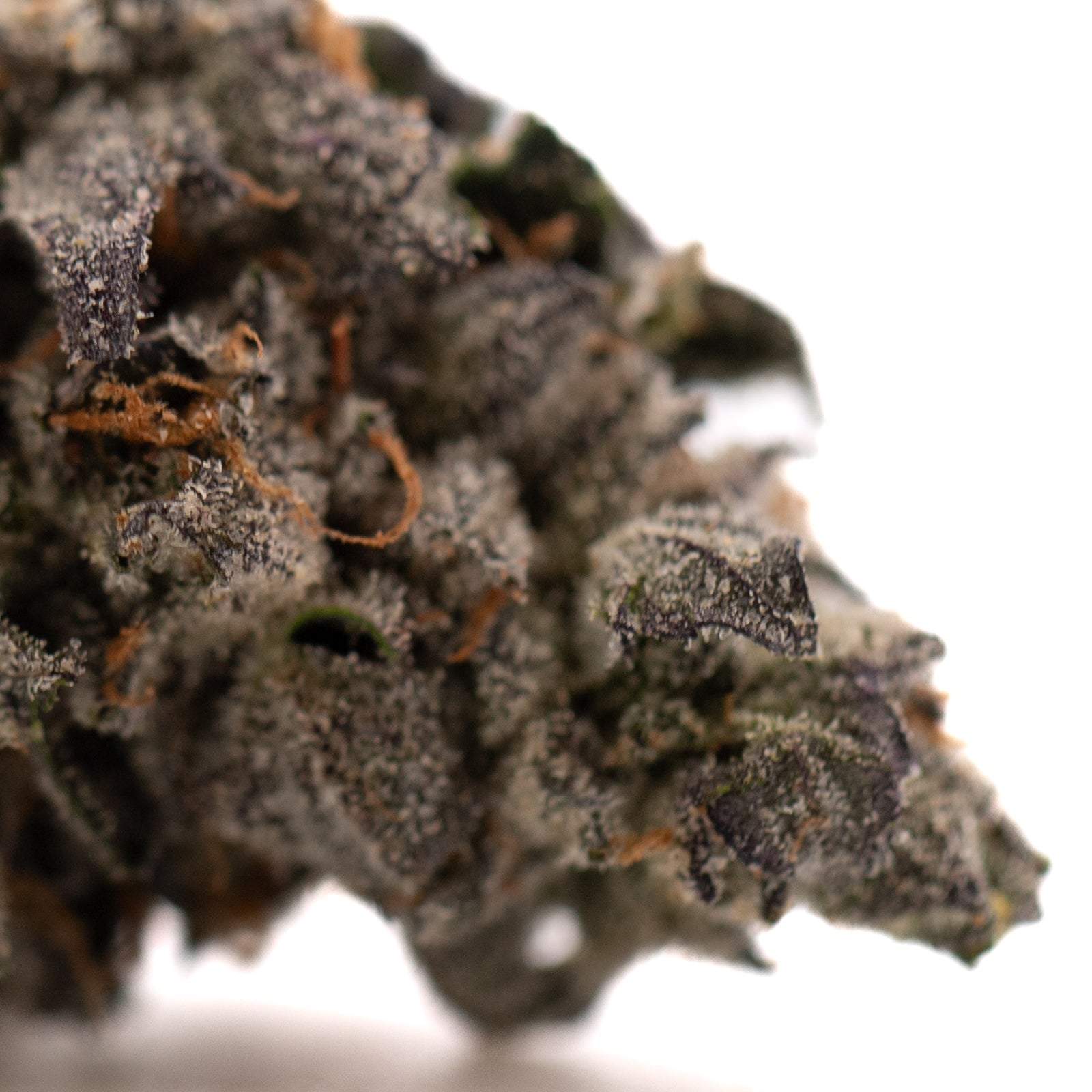Rose Gold Runtz indoor THCa flower with dense trichome-covered purple and green buds