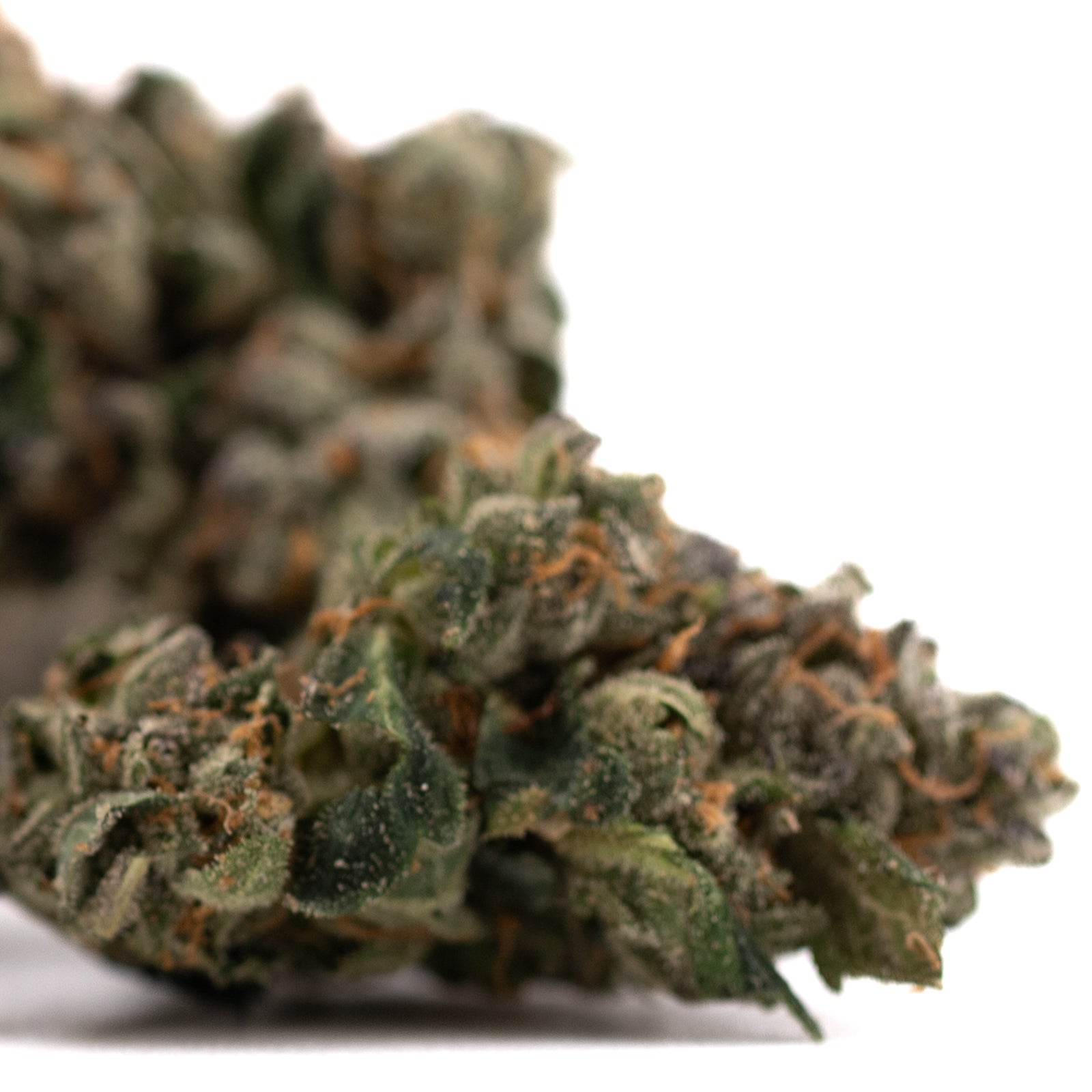 Dried cannabis flower with orange hairs from Rose Gold Runtz Indoor THCa Flower with high THCa content