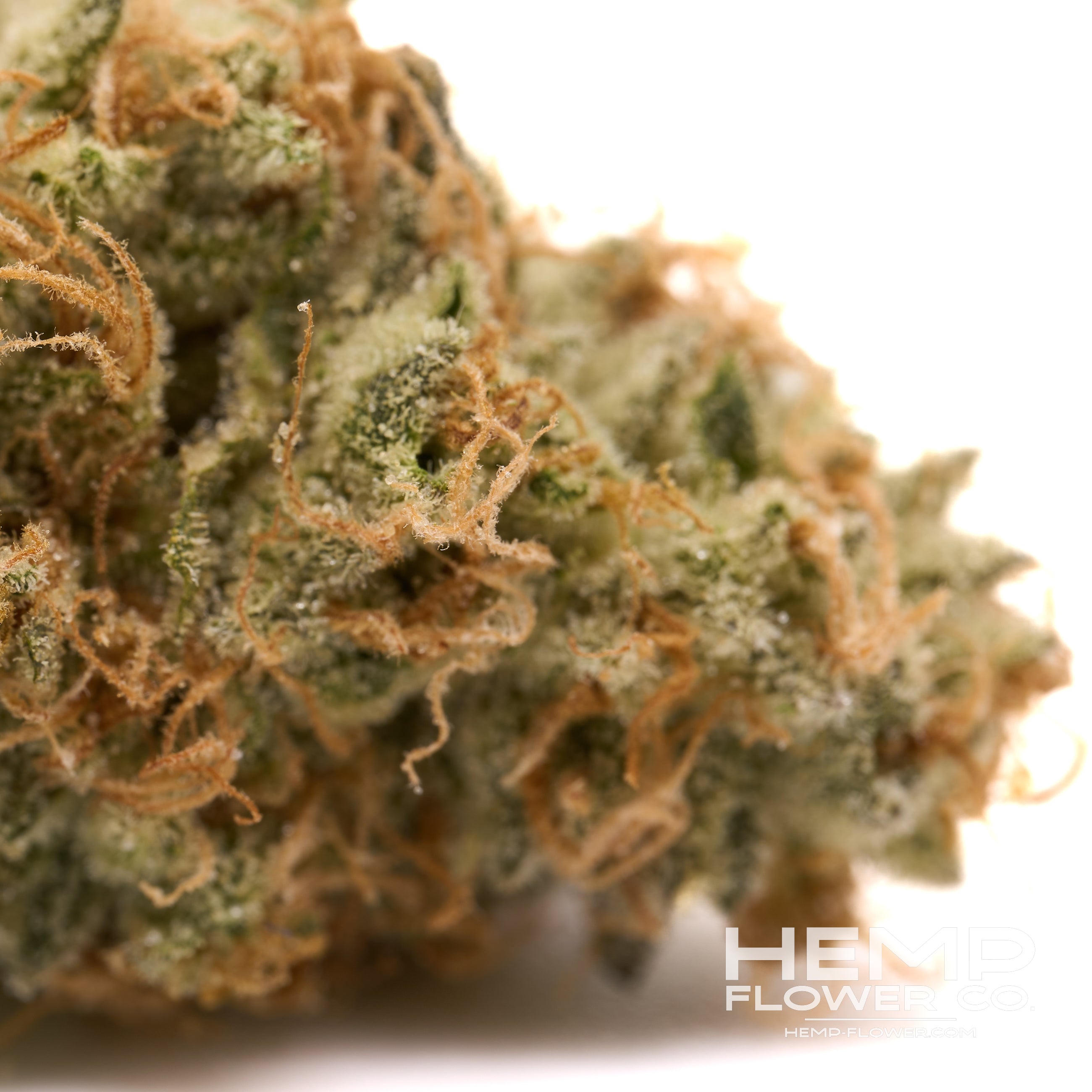 Close-up of dense Rose Gold Runtz indoor THCa flower hemp bud with vibrant orange pistils