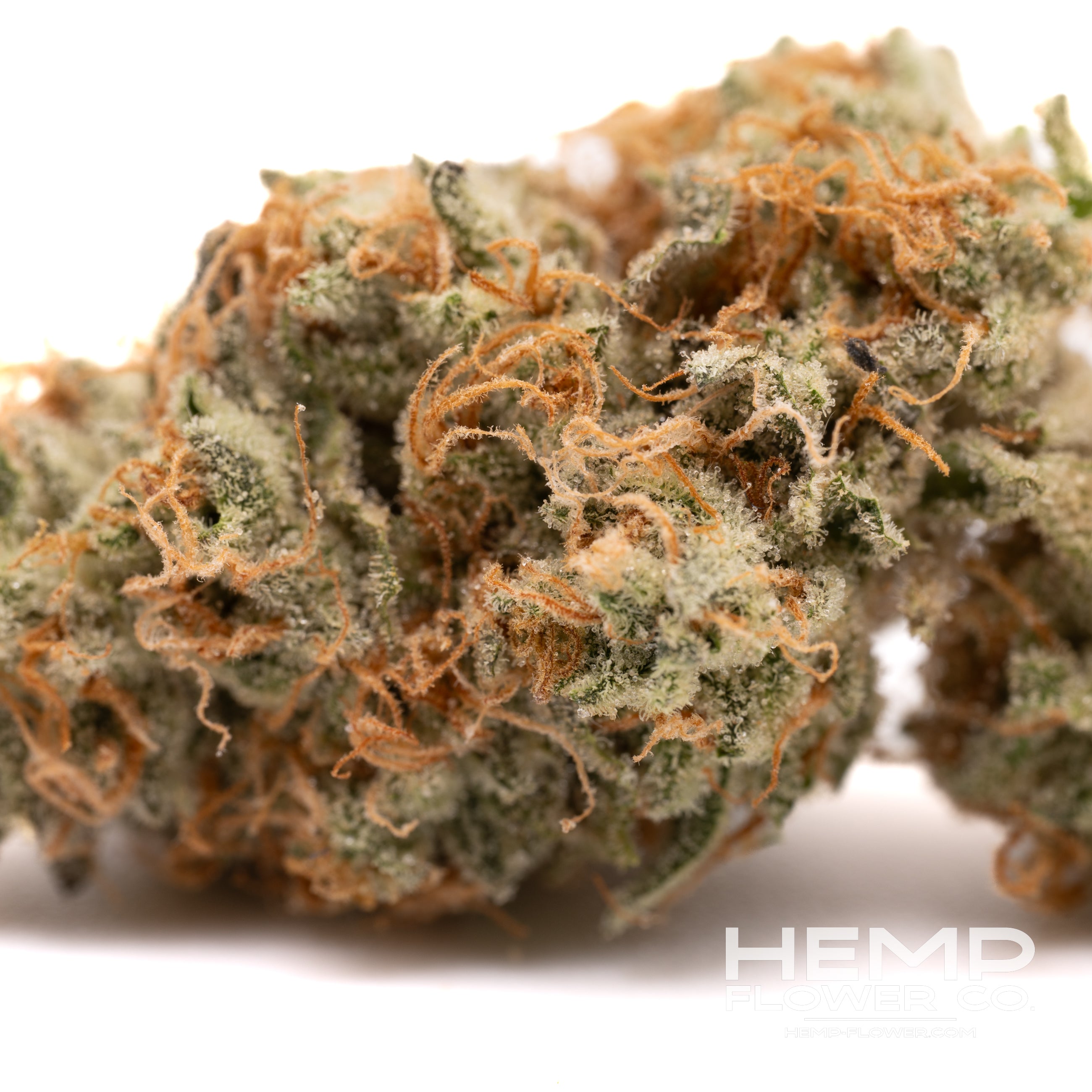Close-up of dense Rose Gold Runtz indoor THCa flower hemp bud with orange pistils
