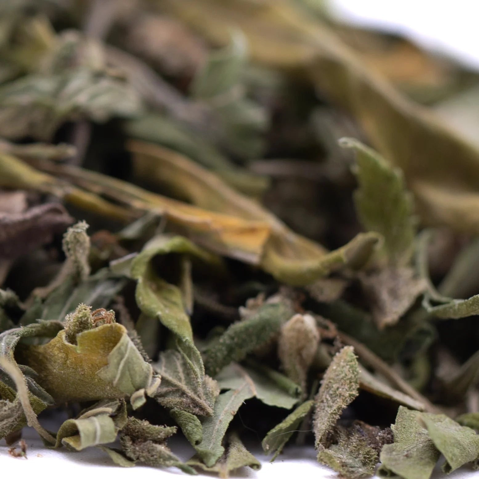 Dried sage leaves with green and yellow hues and fine hairs in rozay cake greenhouse thca trim wholesale hemp flower