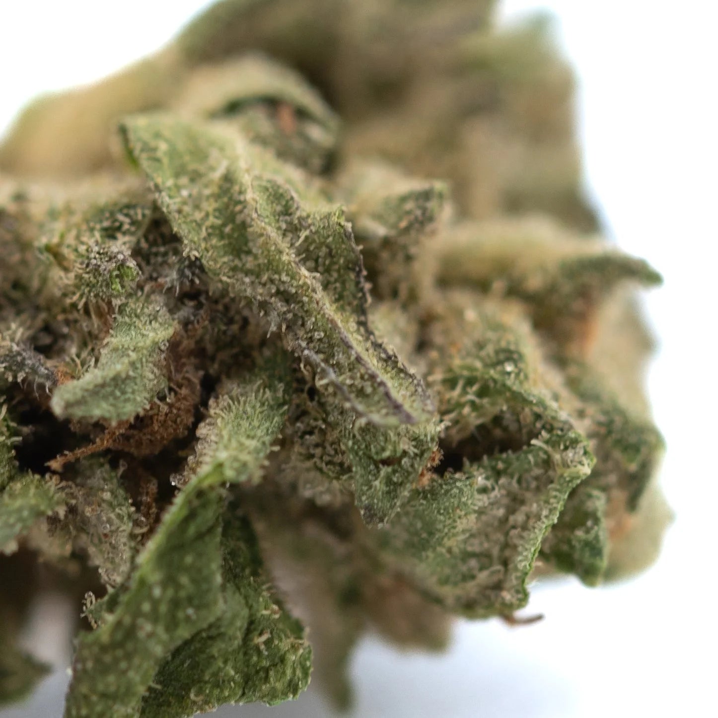 Dense green rozay cake hemp flower bud with textured trichomes and subtle brown hints from wedding cake strain