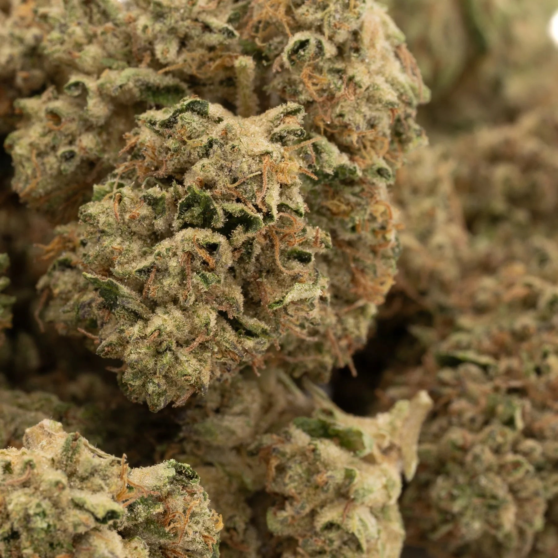 Runtz THCa Hemp Flower Greenhouse - Plants