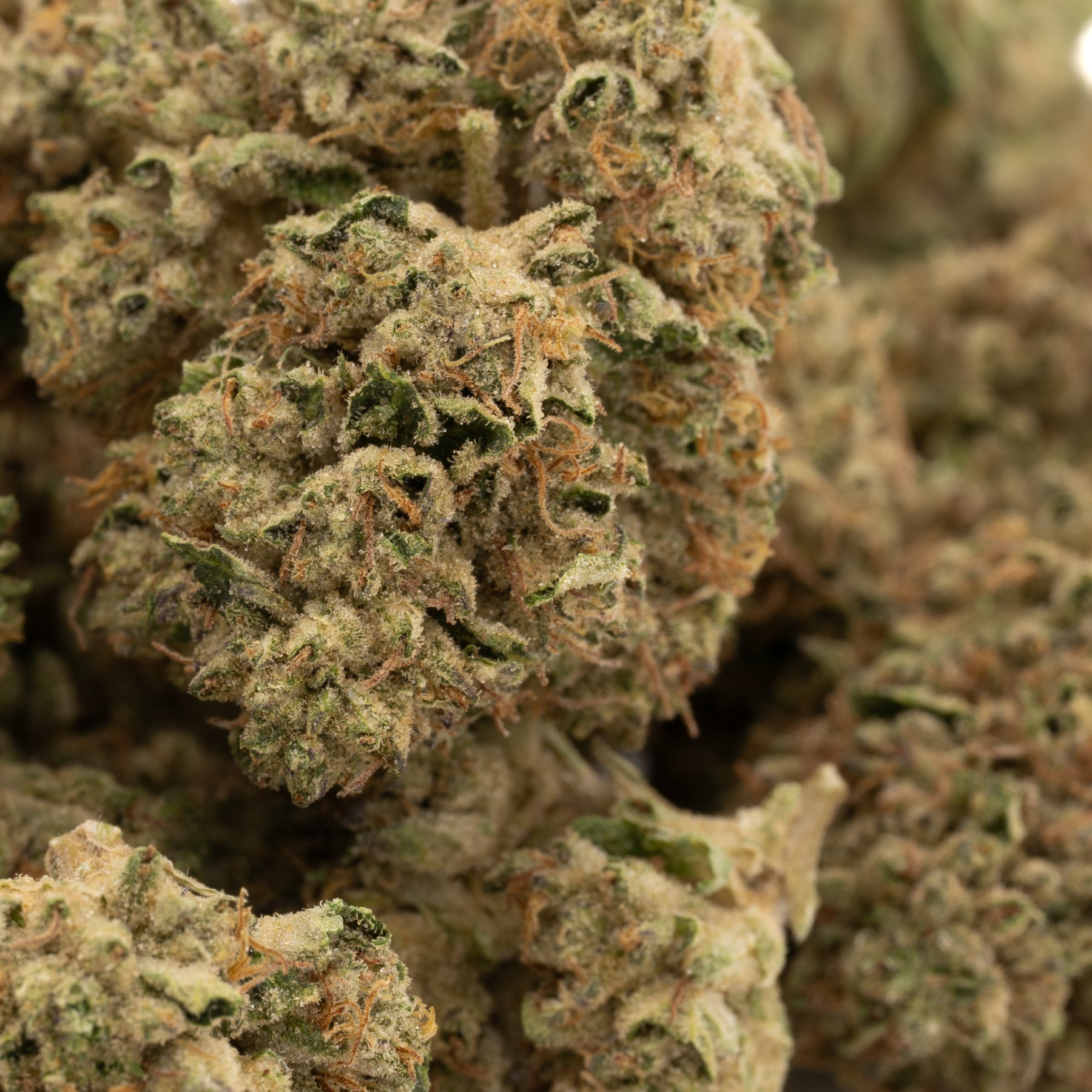 Runtz THCa Hemp Flower Greenhouse - Plants