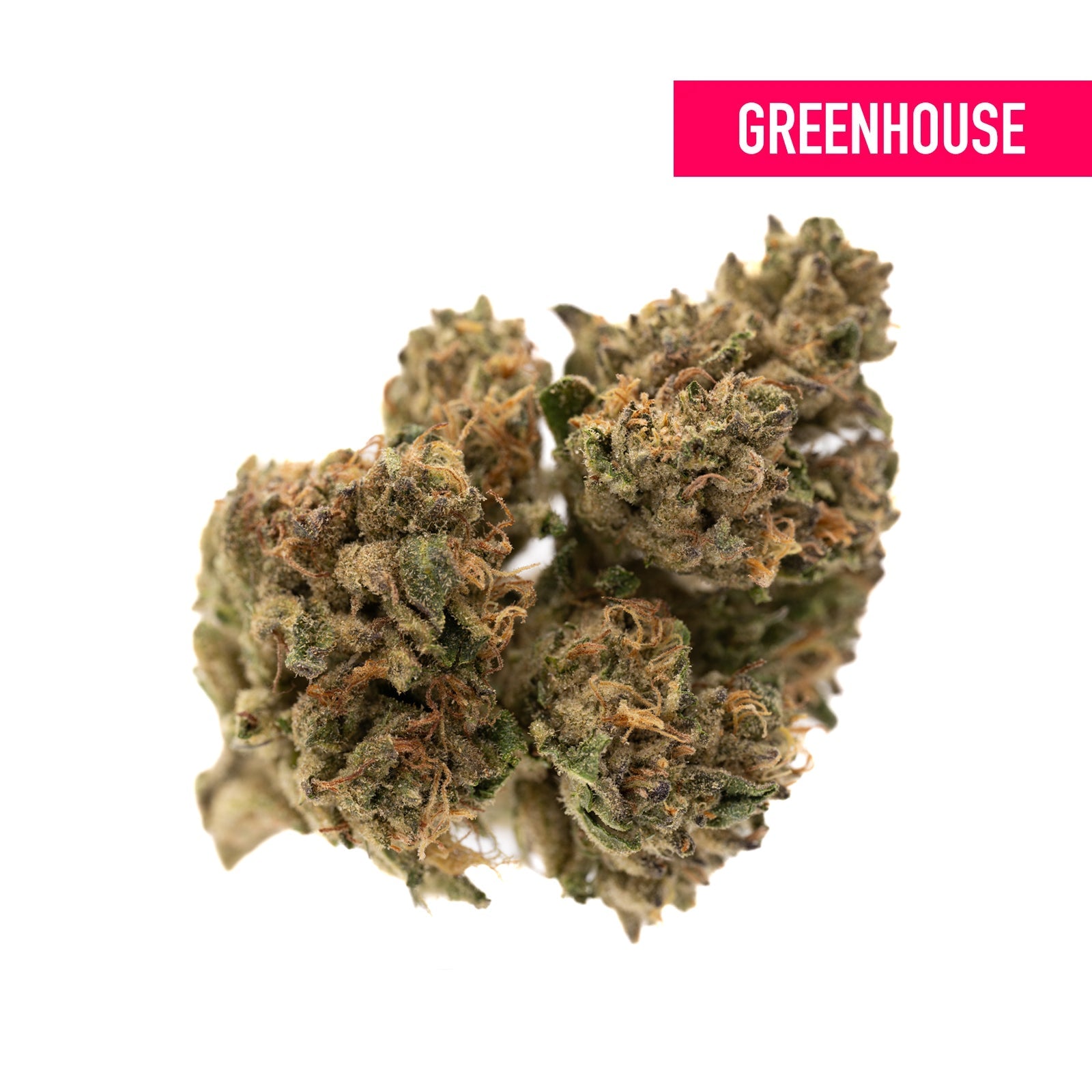 Runtz THCa Hemp Flower Greenhouse - Plants