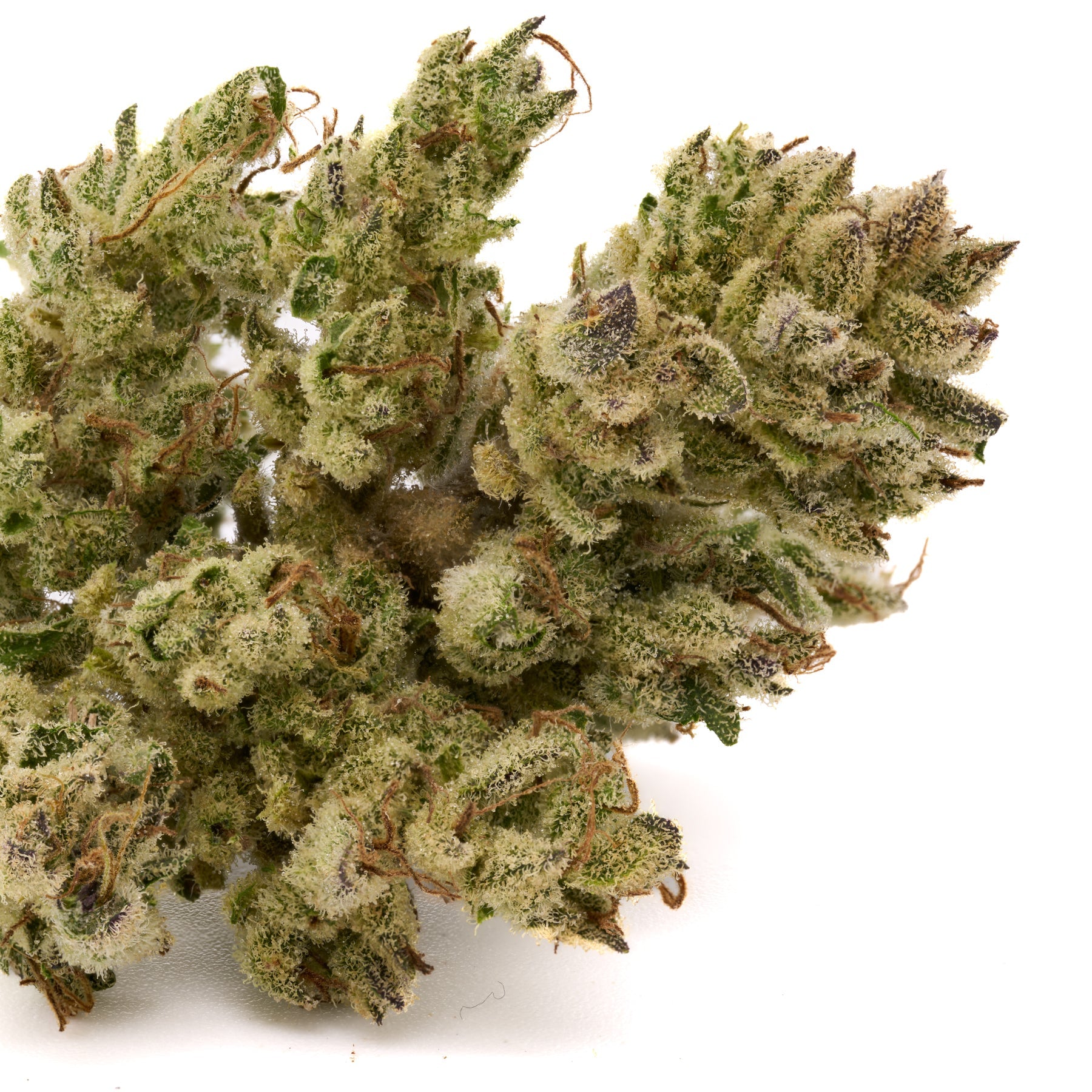 Light green Sauerkraut THCa Hemp Flower buds covered in white trichomes and orange hairs