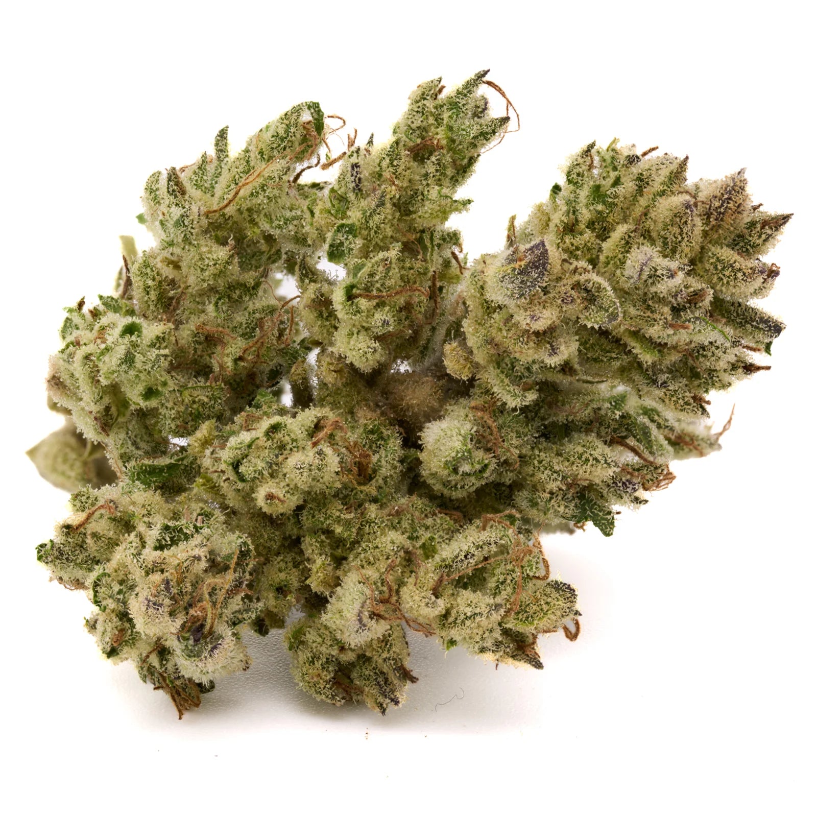 Dense Sauerkraut THCa hemp flower bud with trichomes and purple hues for wholesale thca products
