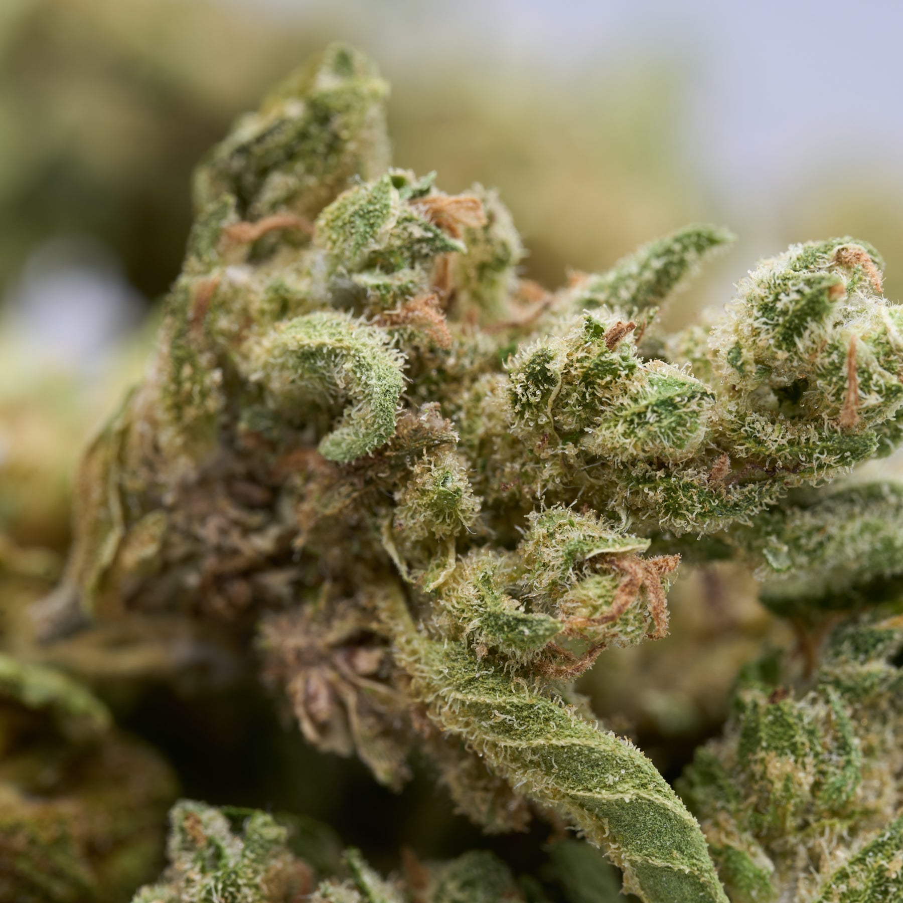 Dense, trichome-covered Sauerkraut THCa Hemp Flower wholesale smalls for premium hemp flower products