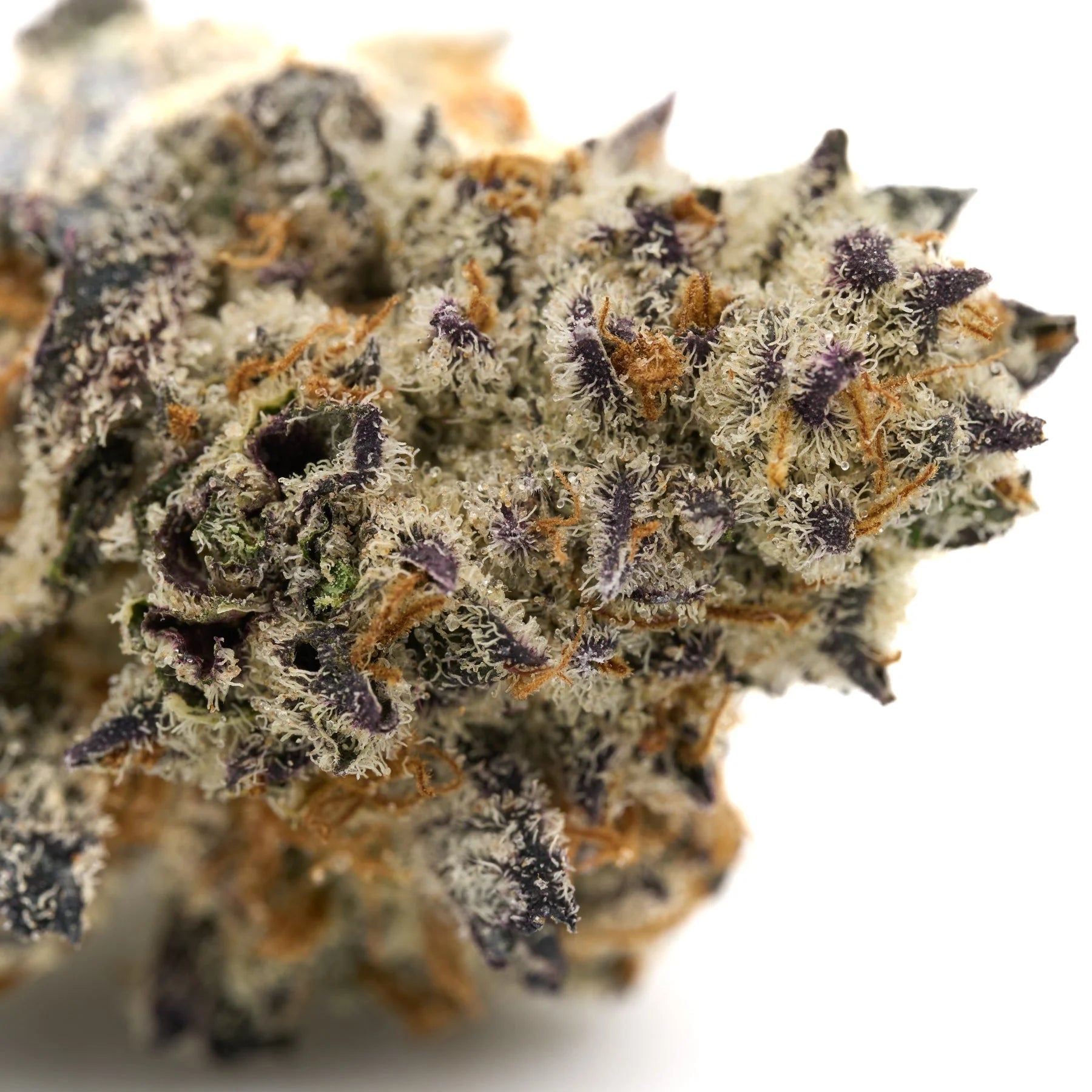 Close-up of Short Mintz Indoor THCa Flower with purple pistils and trichomes