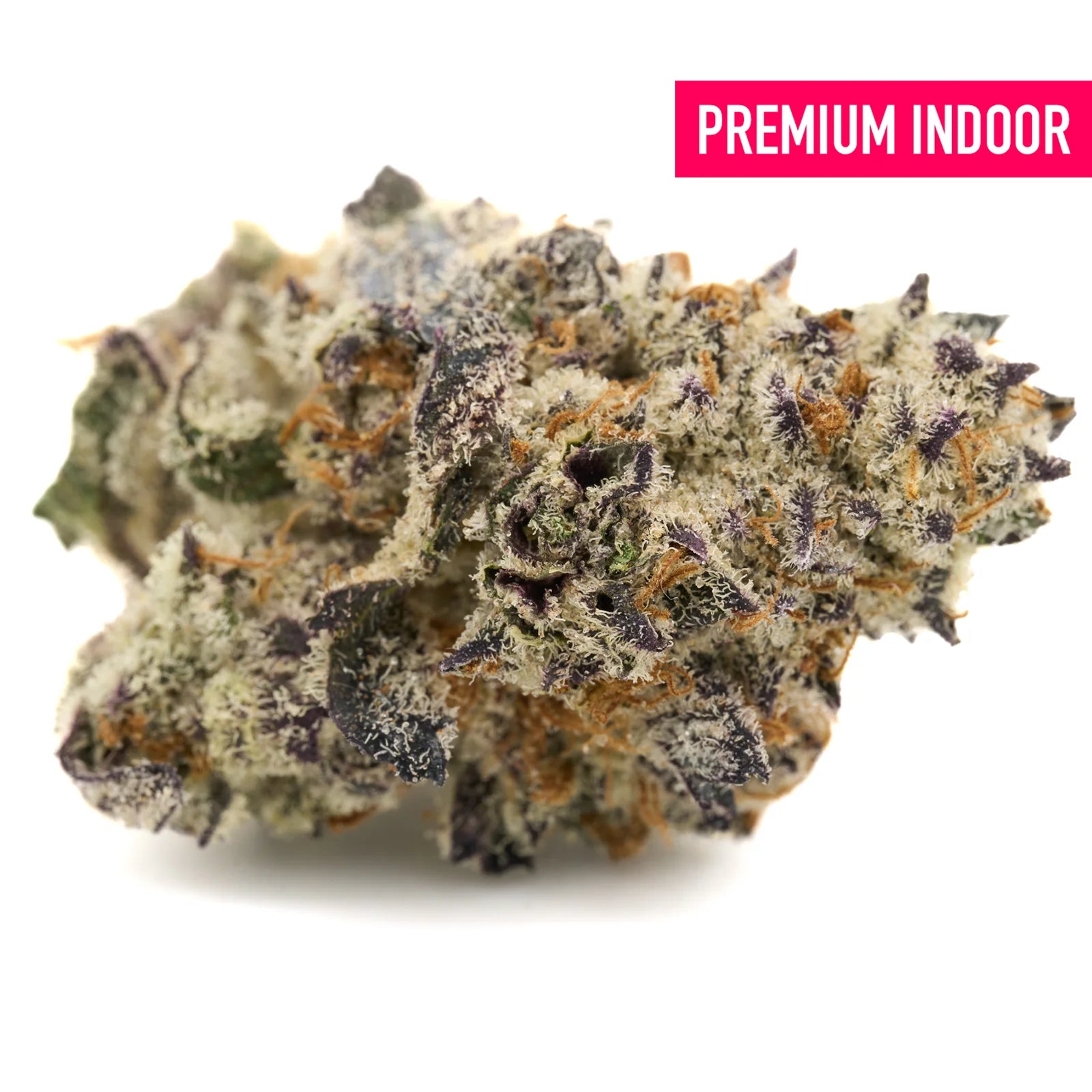 Short Mintz Indoor THCa Flower with purple kush hues and dense trichome coverage