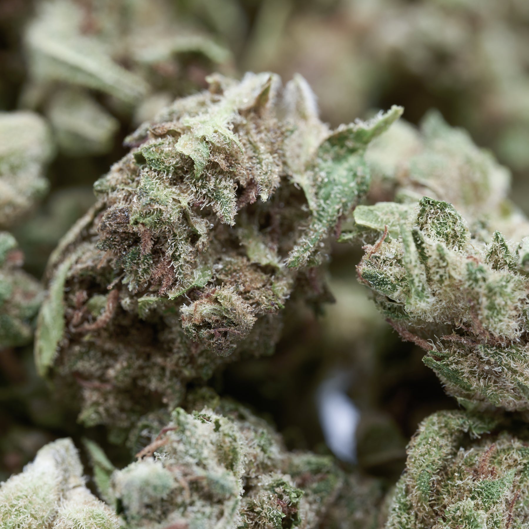 Skywalker THCa Hemp Flower Smalls - Plants