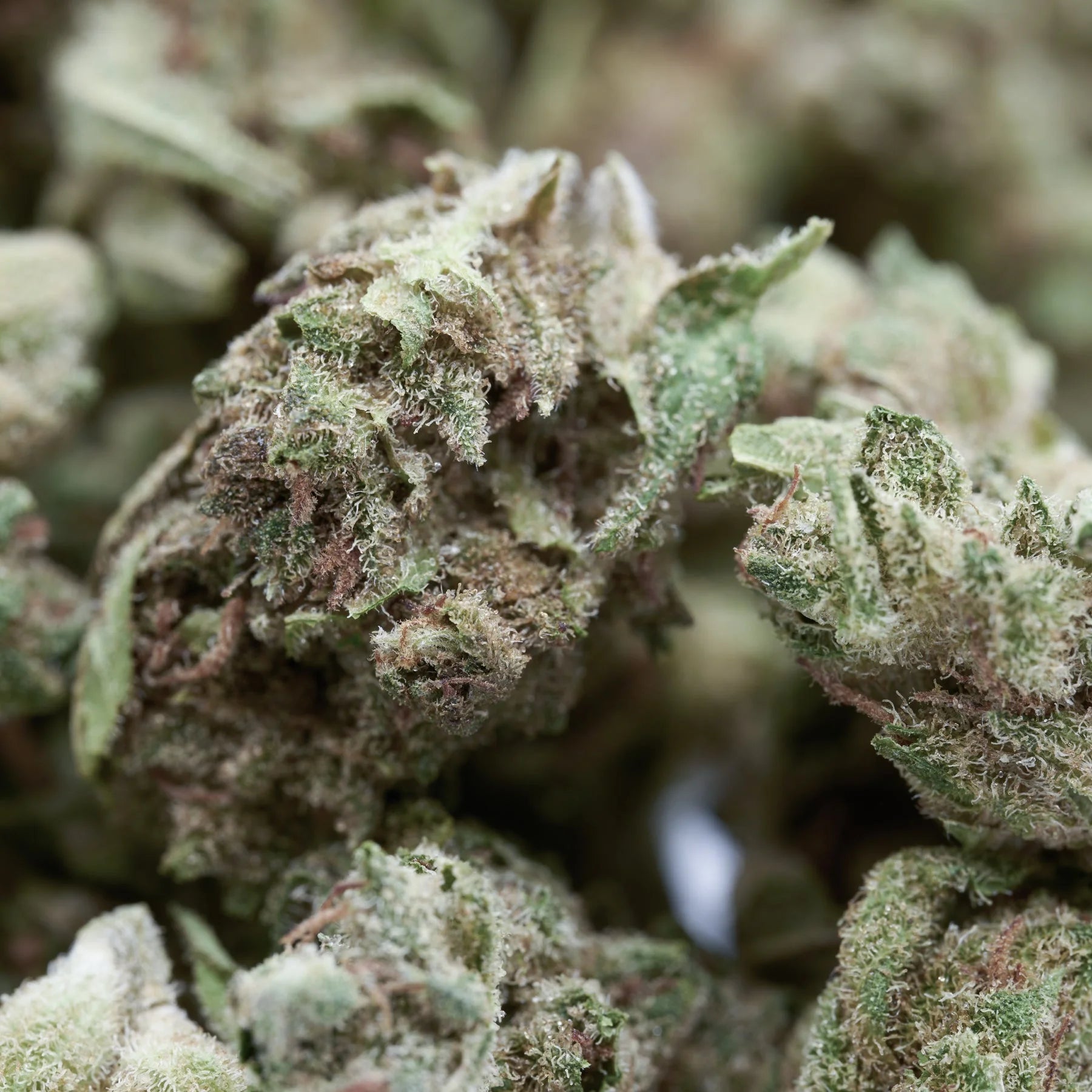 Skywalker THCa Hemp Flower Smalls - Plants