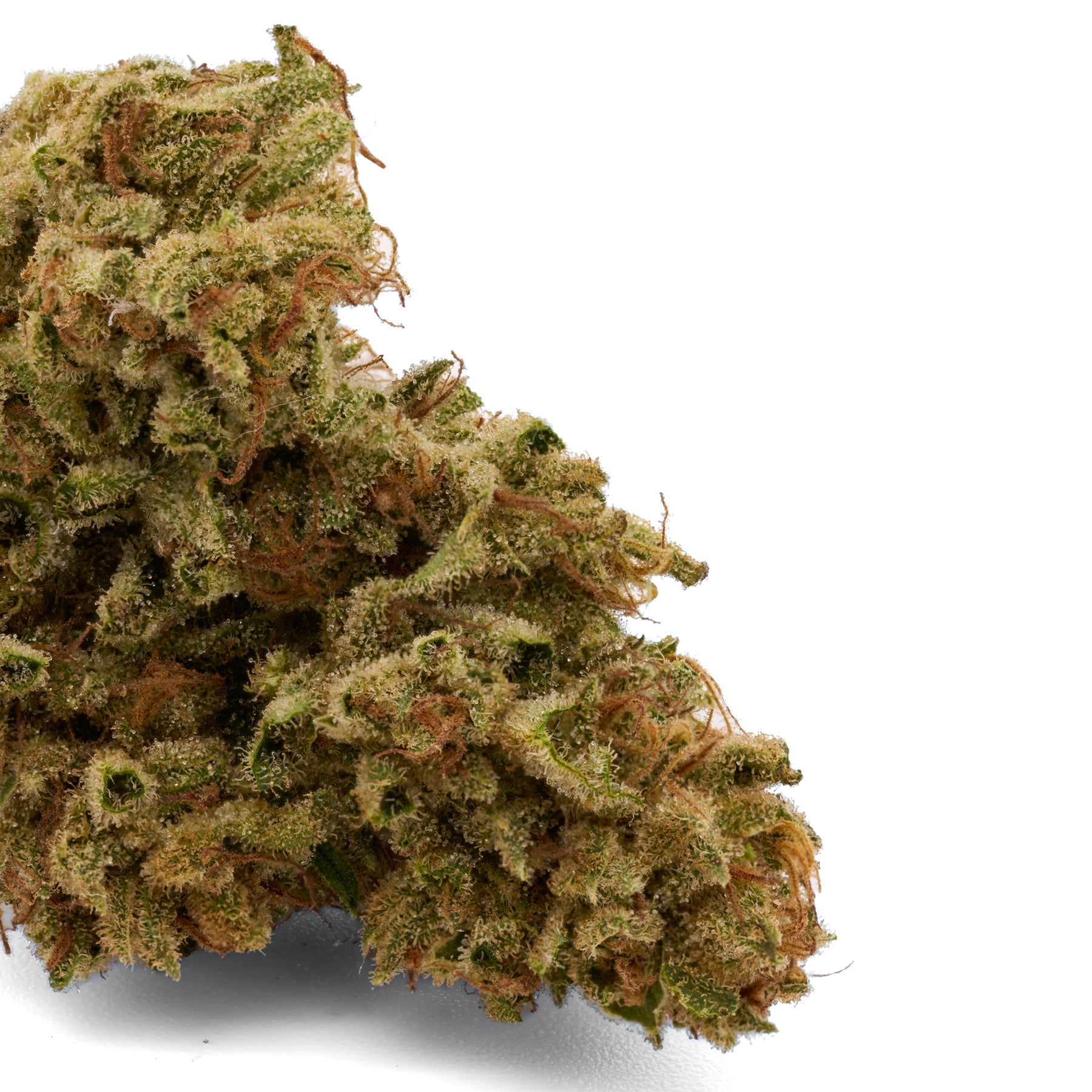 Skywalker THCa Hemp Flower - Plants