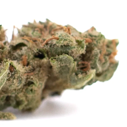 A dense green sour chem smalls cbd hemp flower bud covered in trichomes with orange pistils for full-term wholesale