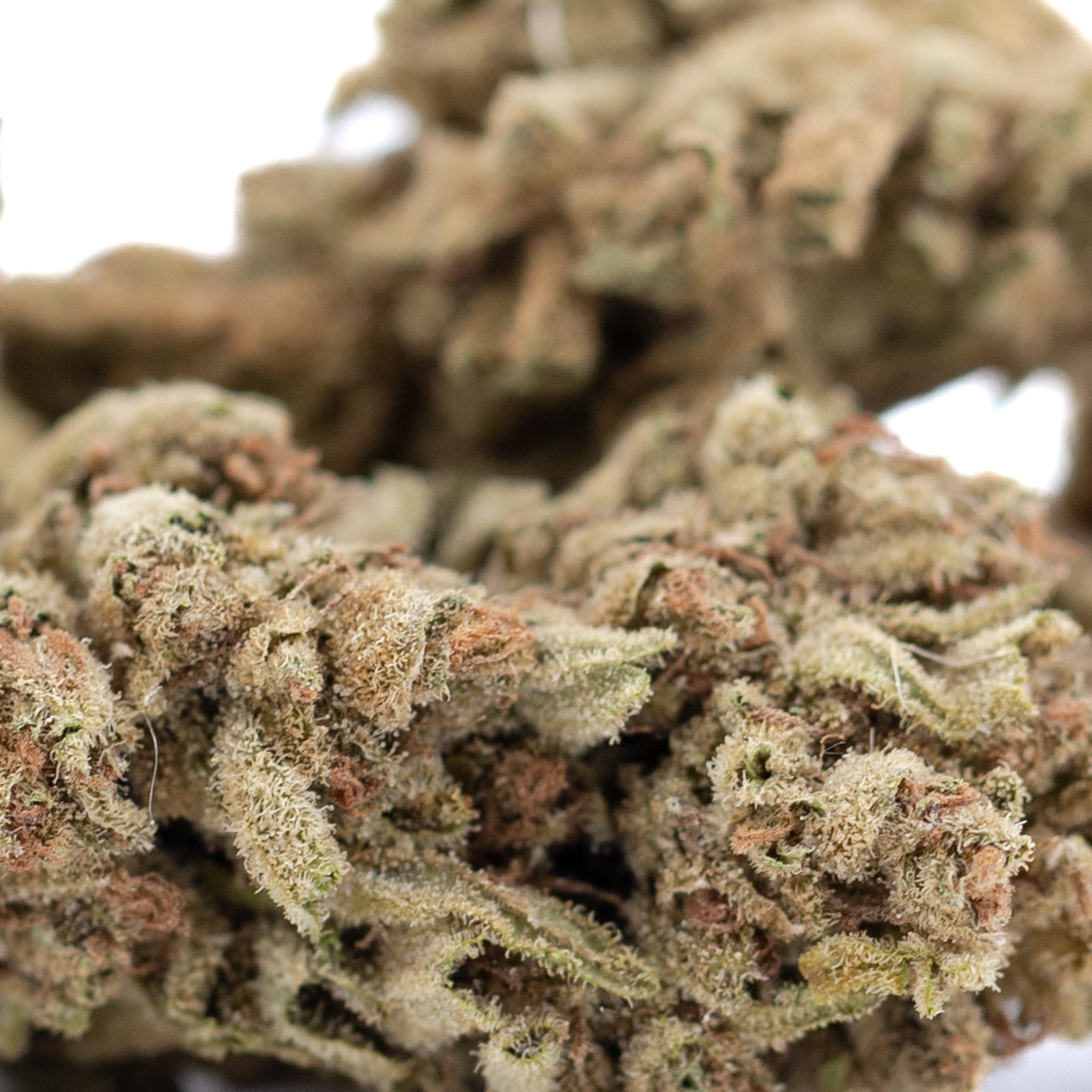 Premium Sour Diesel organic THCa flower with dense trichomes