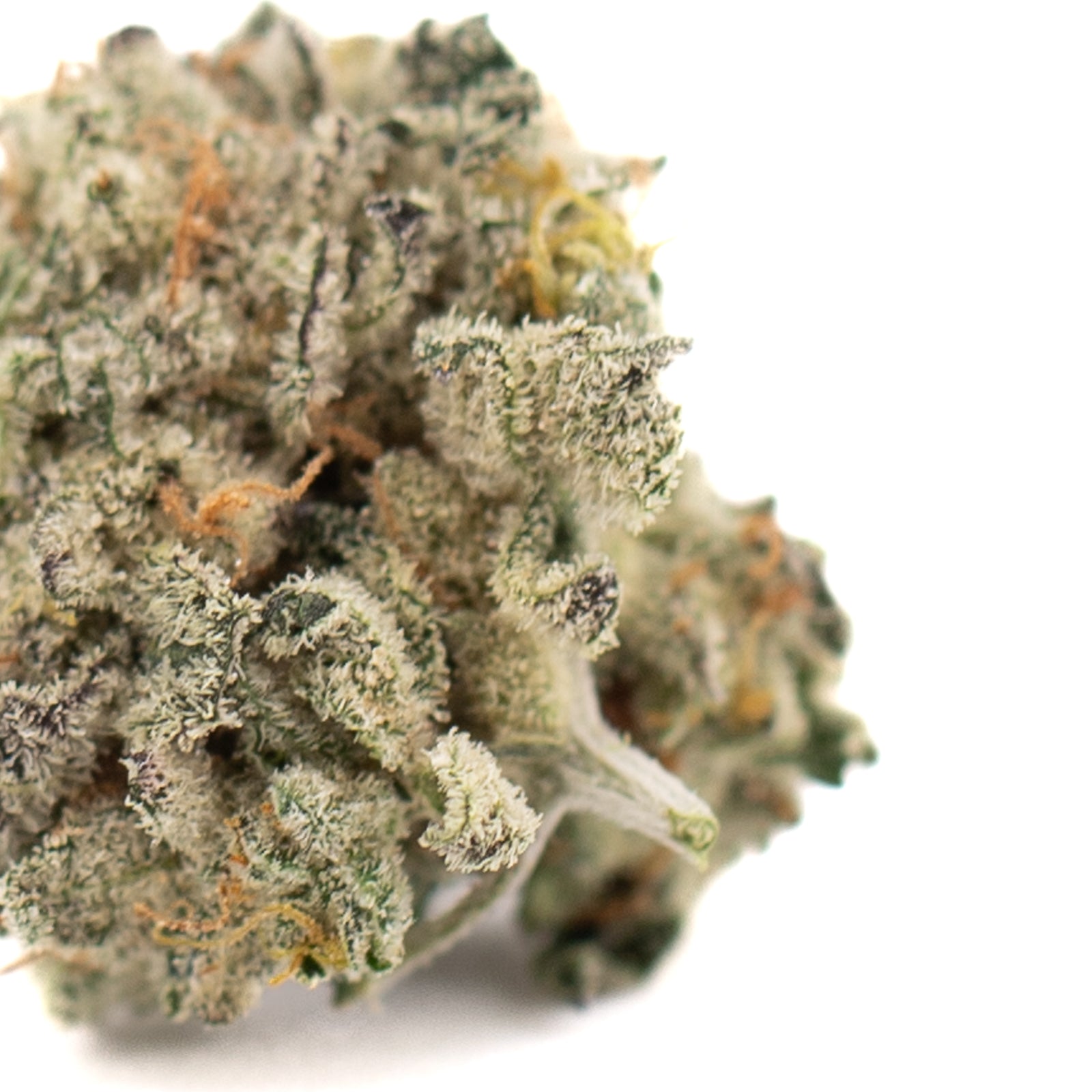 Dense Sour Garlic Cookies Indoor THCa Flower Smalls with trichomes, orange pistils, purple hues