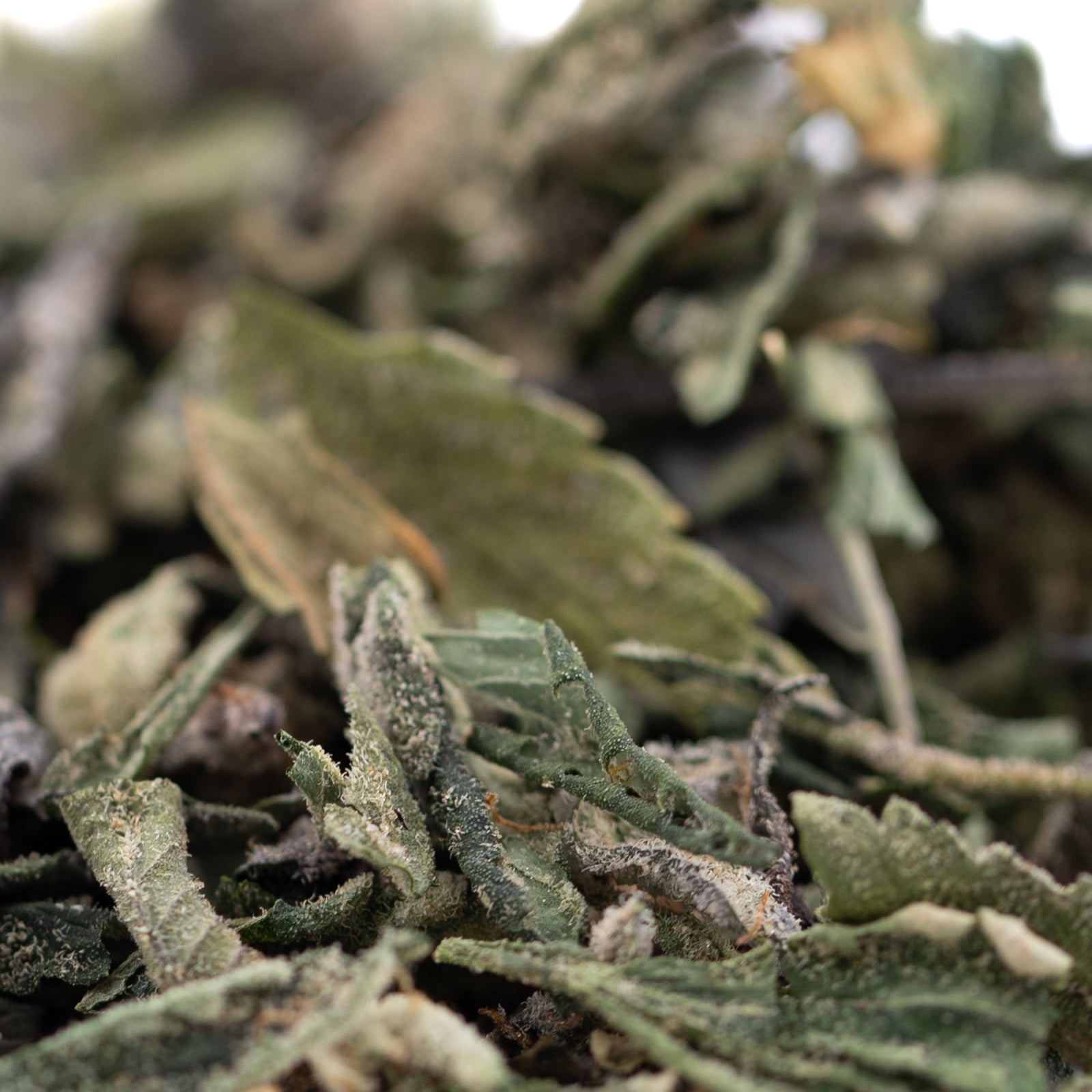 Green tea leaves with white tips, Sour OG THCa trim wholesale