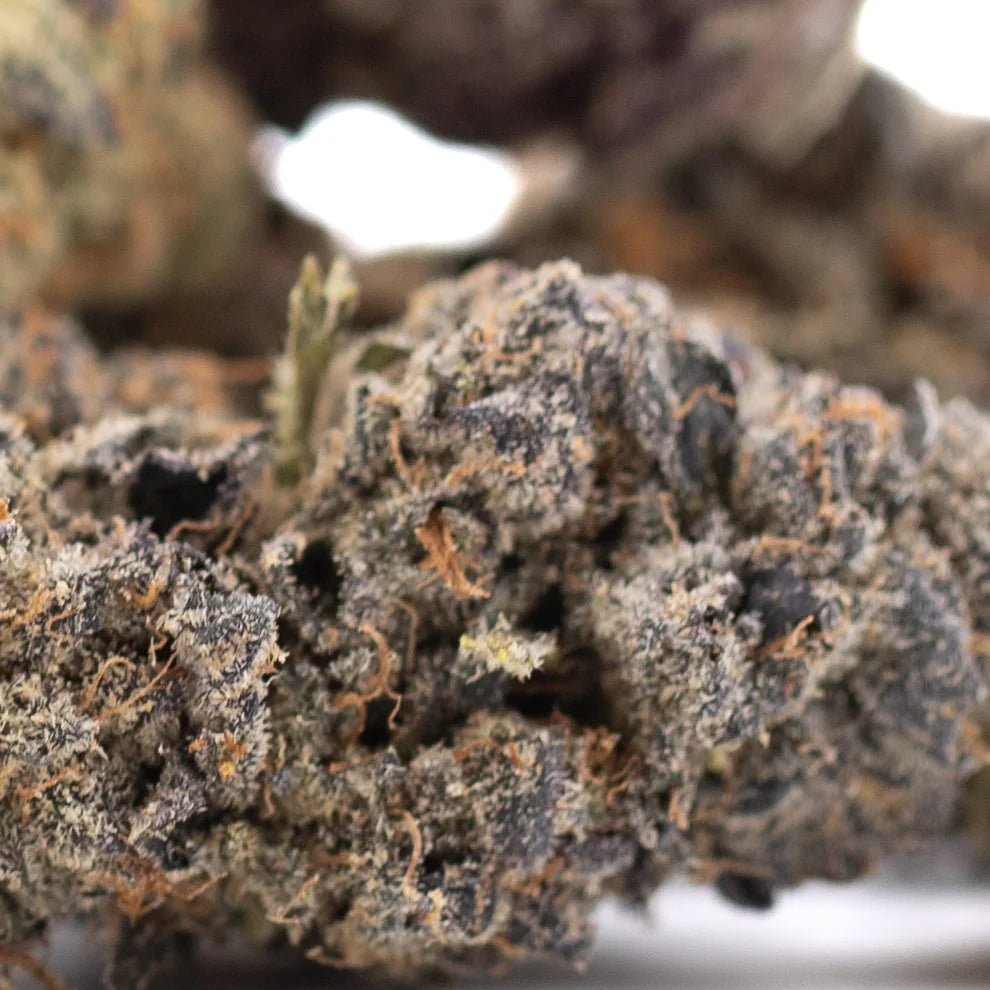 Dark brown Sour Pears THCa flower bud with orange trichomes
