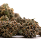 Dried Sour Runtz Indoor THCA Flower with trichomes and orange hairs for therapeutic potential