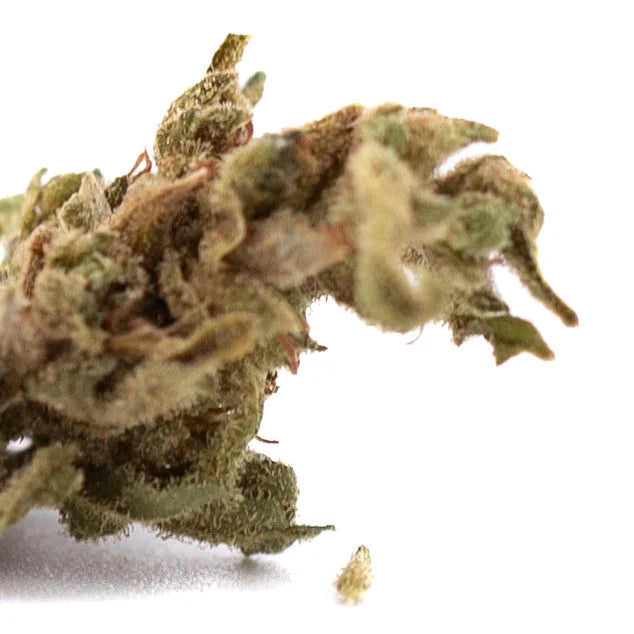 A dense green sour space candy cbd hemp flower full-term smalls bud covered in trichomes and small leaves