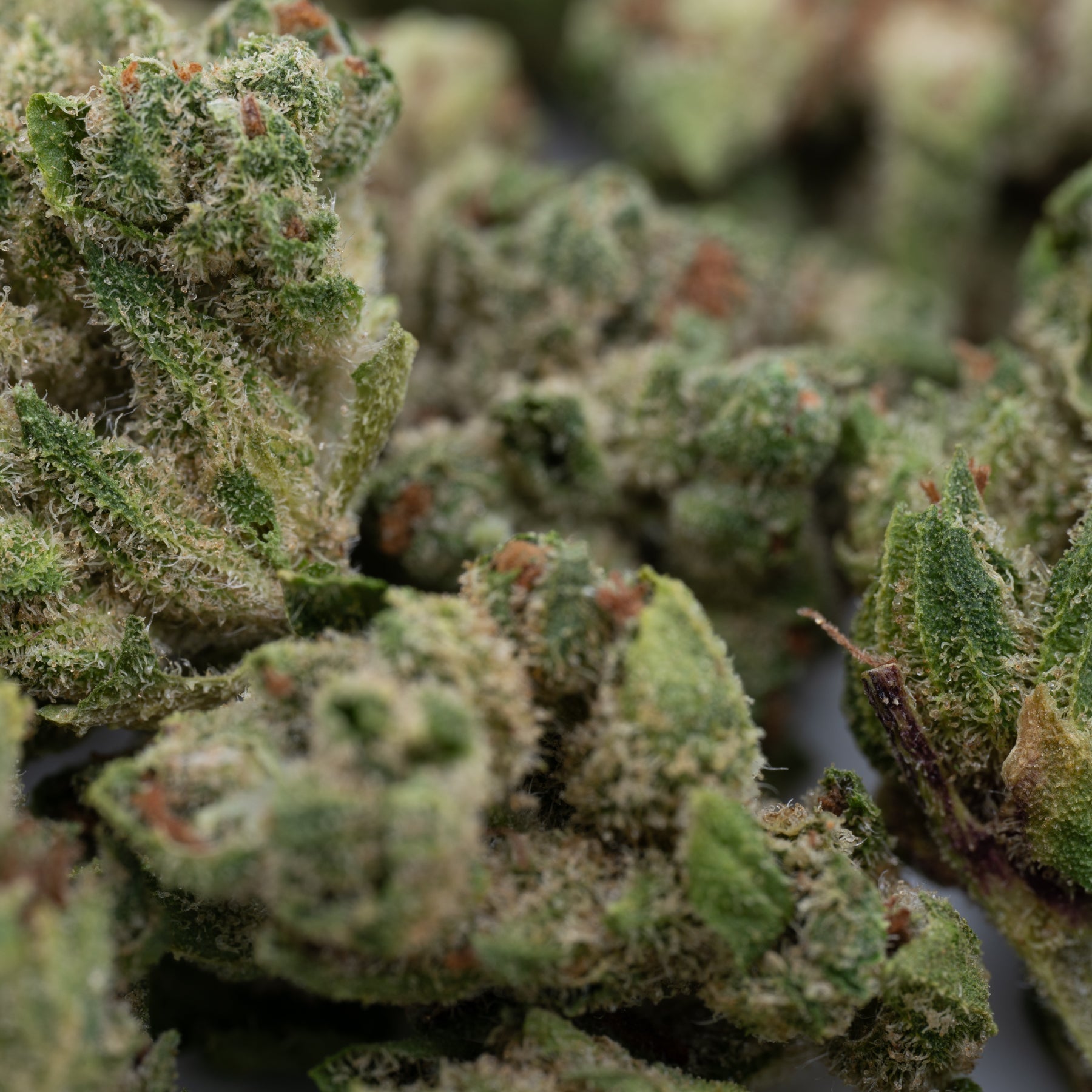 Star Krunch THCa Hemp Flower Smalls - Plants