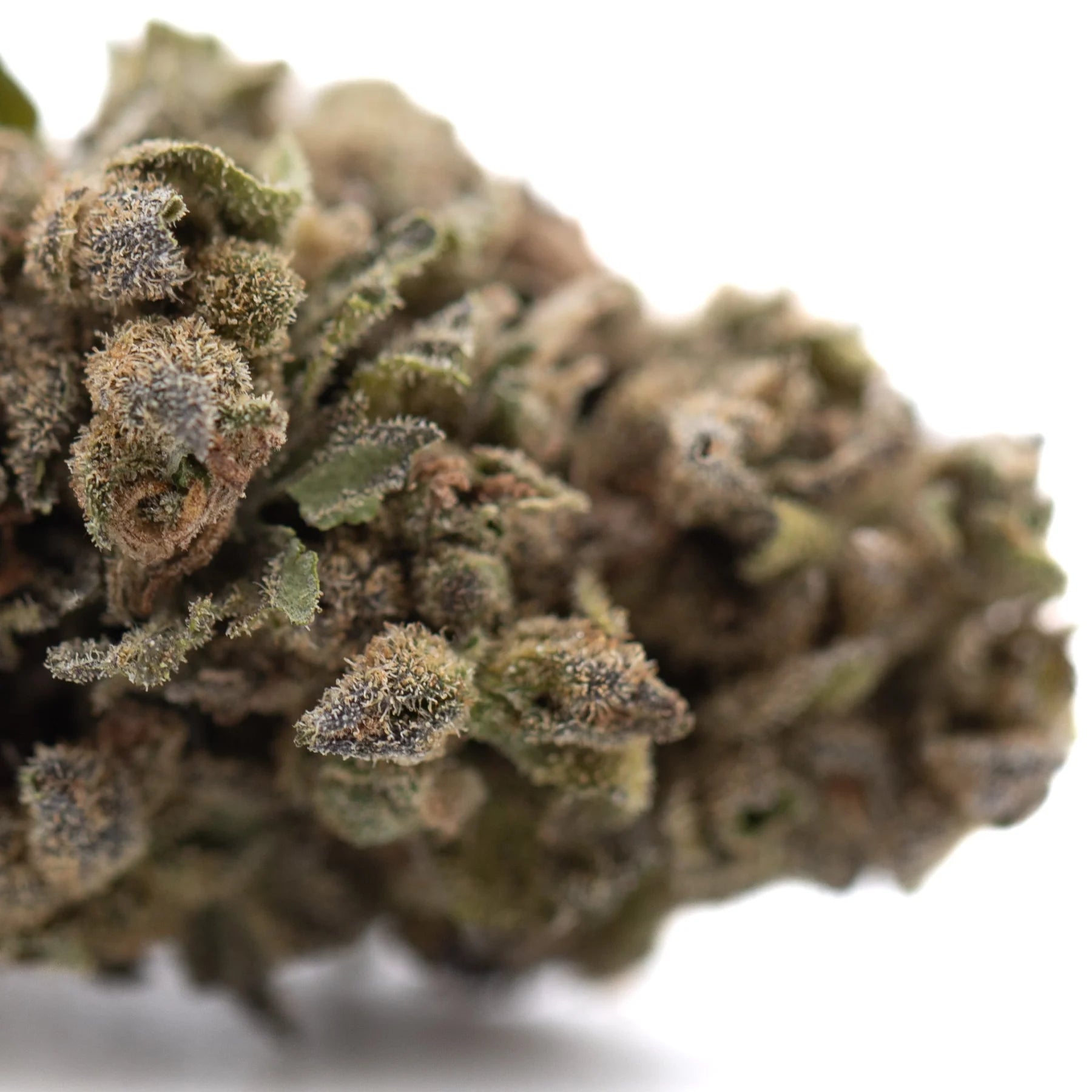 A dense strawberry cheesecake thca flower bud with green and brown hues covered in frosty trichomes for bulk thca wholesale