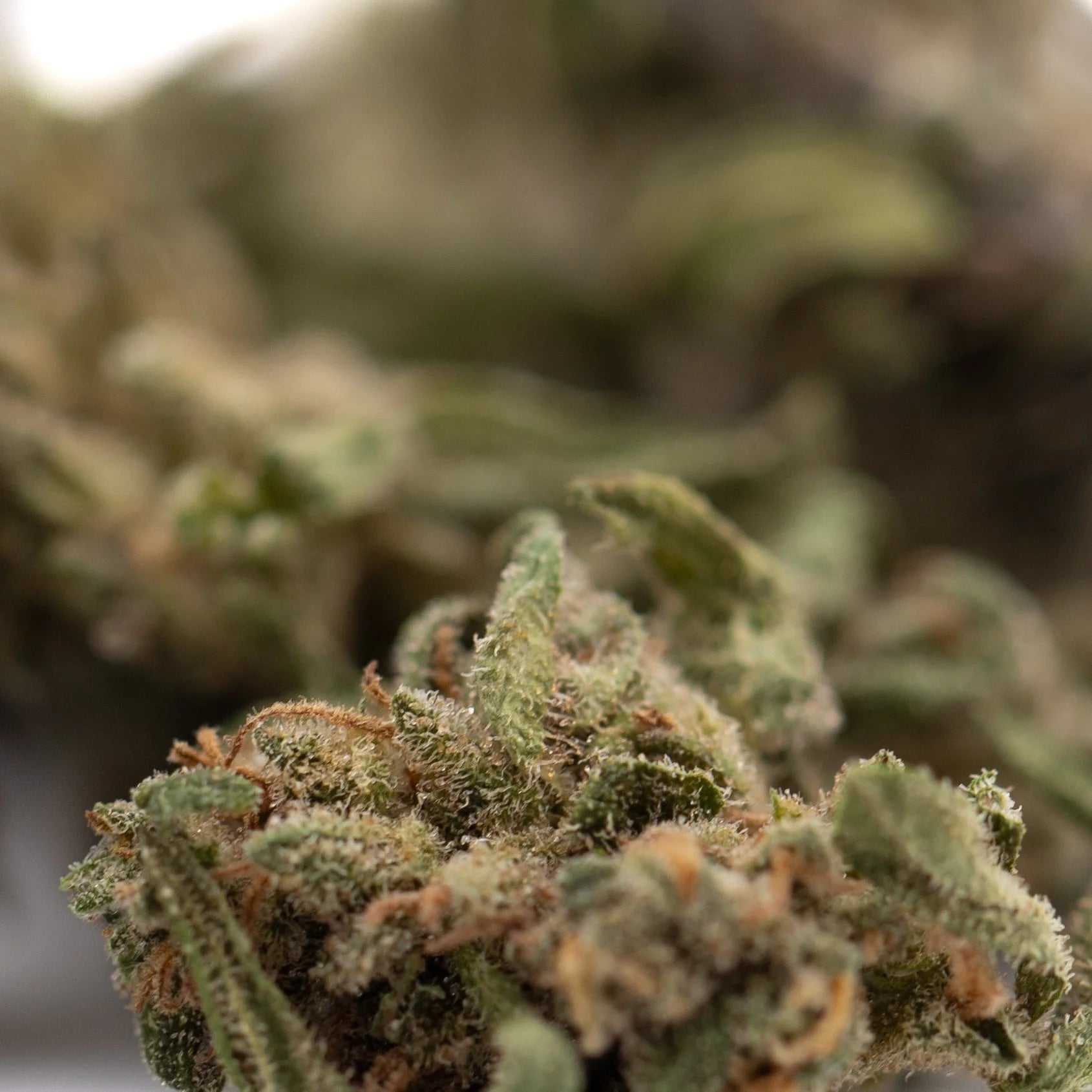 A dense green strawberry cheesecake small thca flower with fuzzy texture and orange pistils hemp flower bud