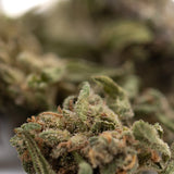 A dense green strawberry cheesecake small thca flower with fuzzy texture and orange pistils hemp flower bud