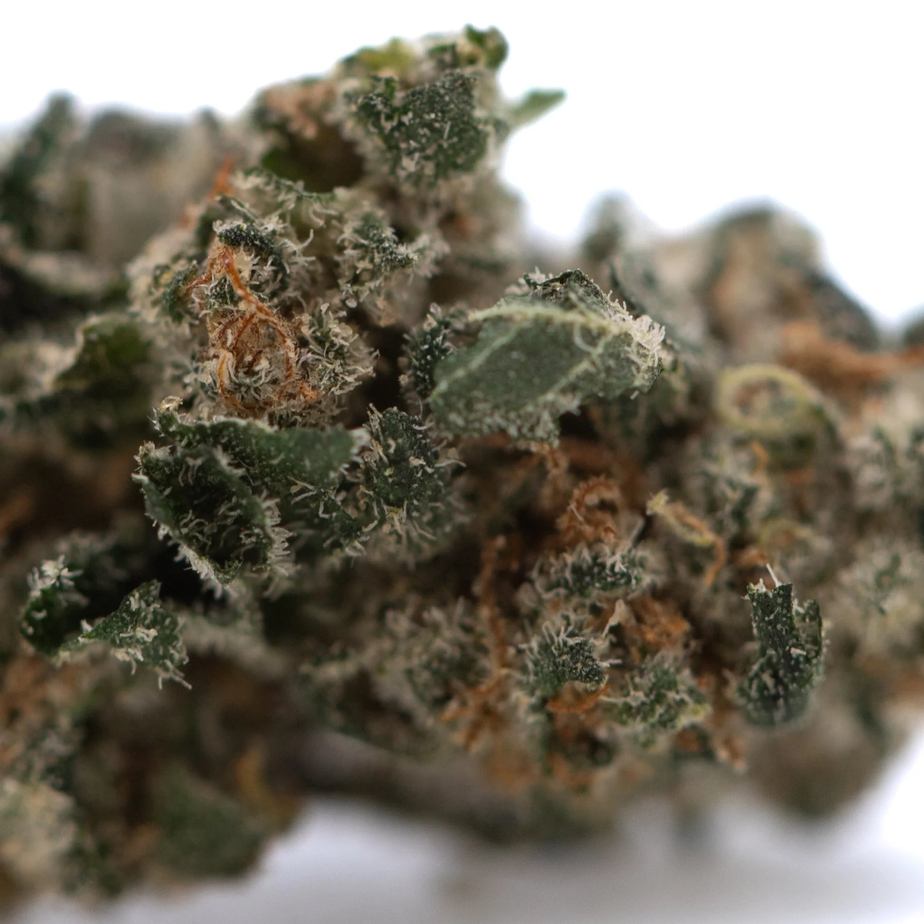A dense green strawberry diesel indoor thca flower smalls bud with frosty white trichomes and orange pistils