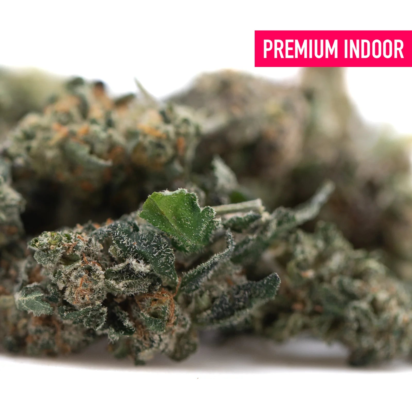 A dense green strawberry diesel indoor thca flower bud with frosty white trichomes and orange pistils