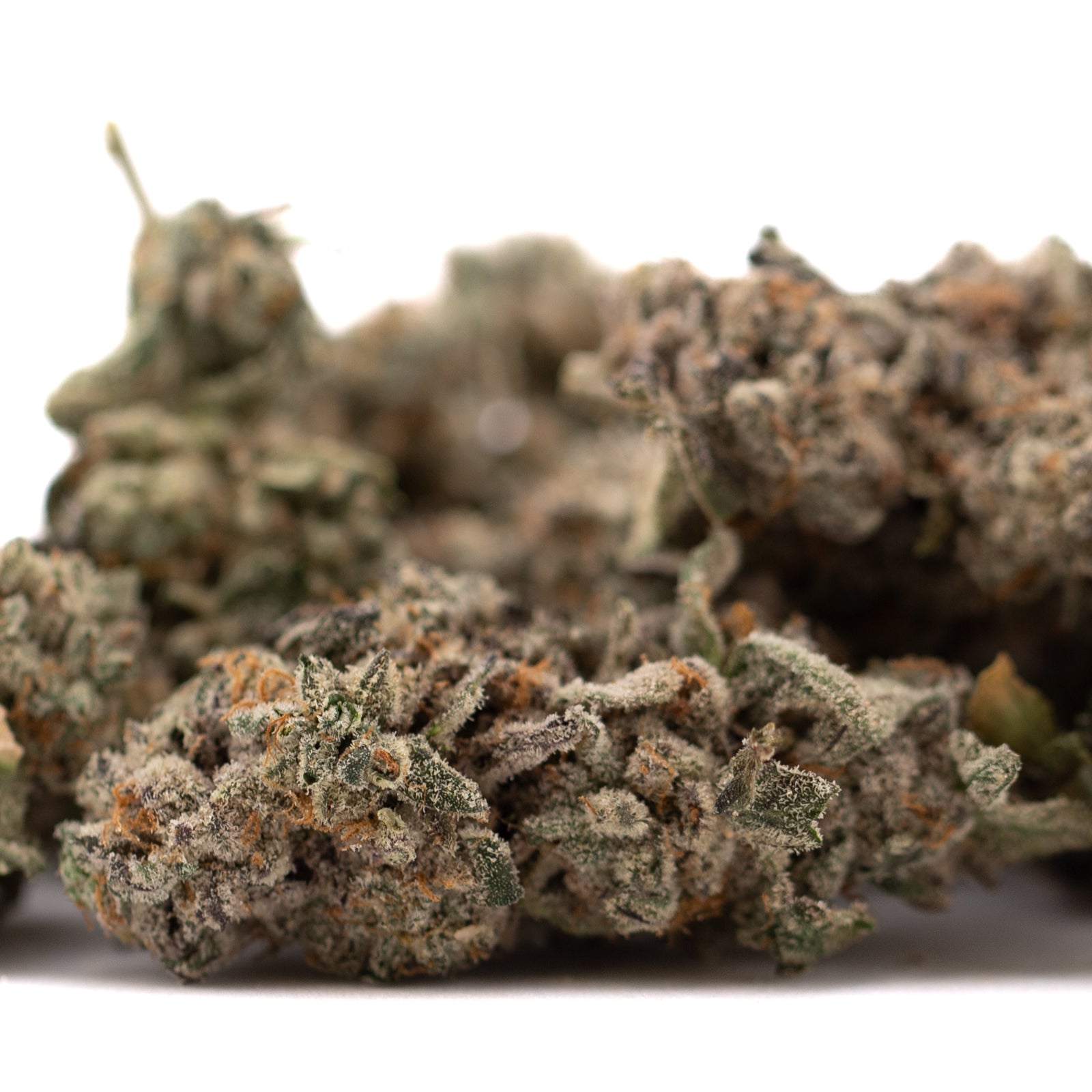 Dried Street Tarts Indoor THCa Flower with orange hairs and purple coloration