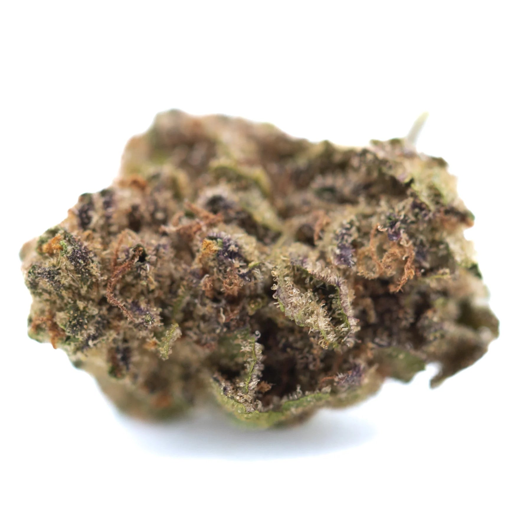 A dense irregularly shaped green Studio 54 THCa hemp flower bud covered in trichomes with gassy diesel notes