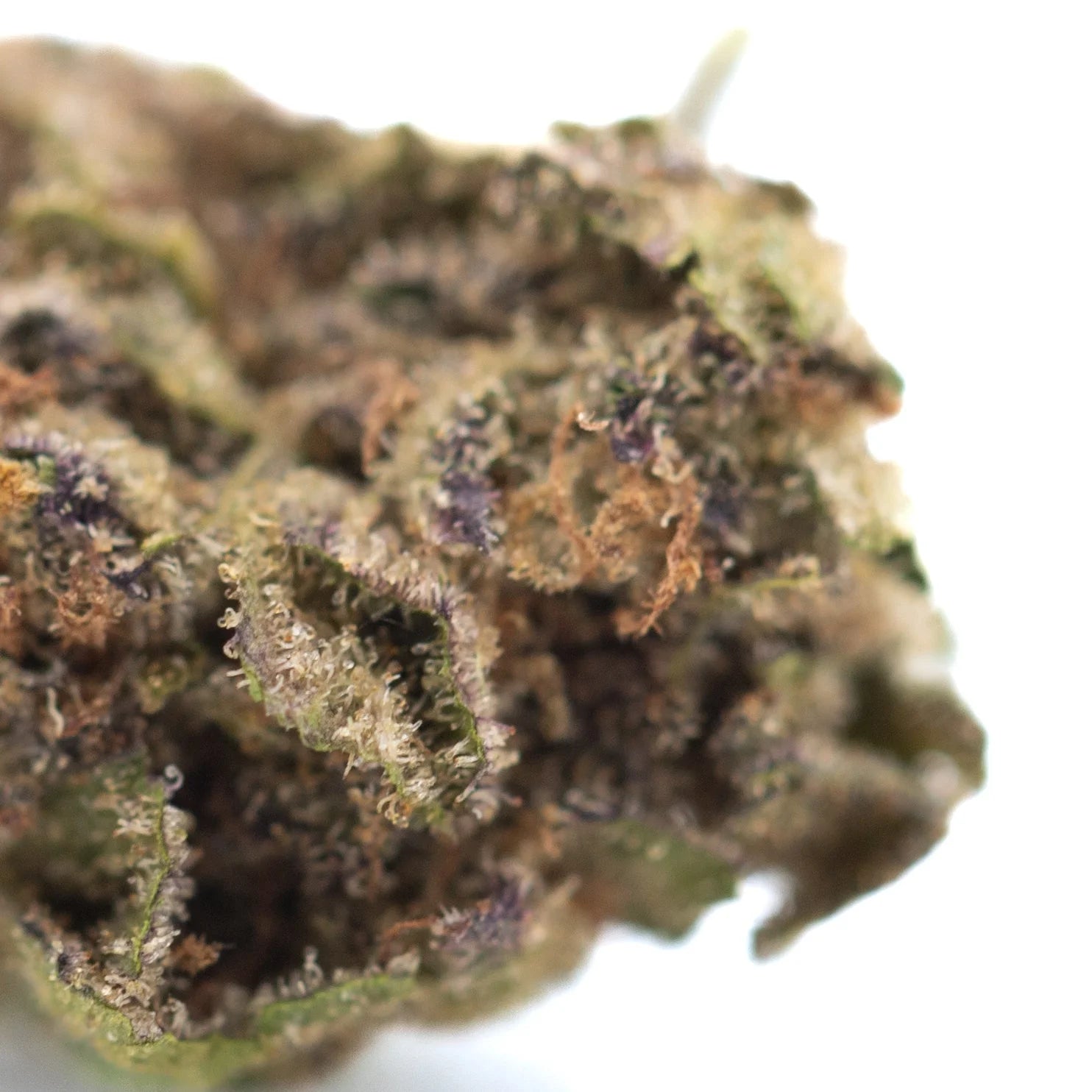 Studio 54 thca hemp flower greenhouse smalls dense resinous bud with green purple hues and white trichomes gassy diesel