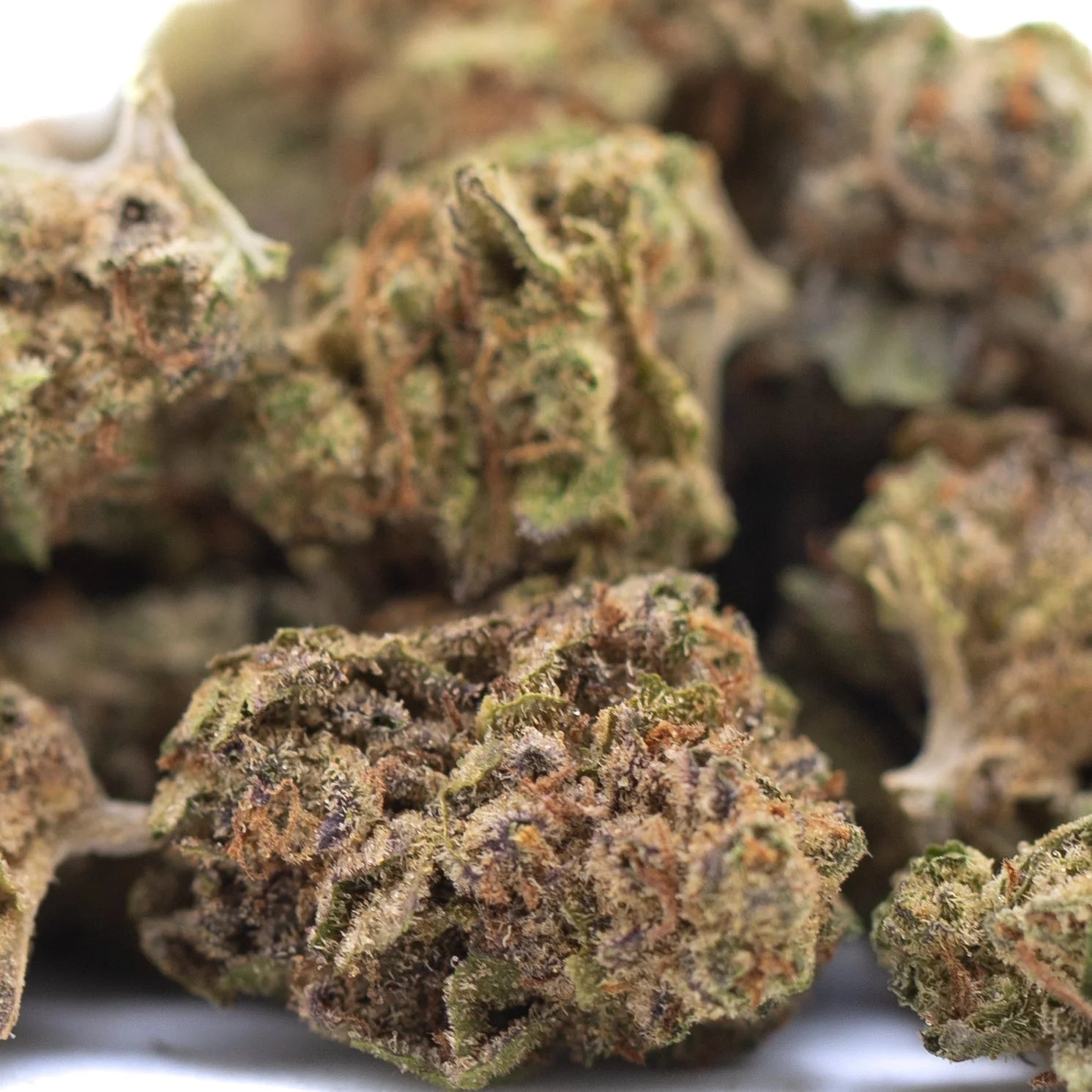 Lush dense studio 54 thca hemp flower greenhouse smalls with green and orange hues featuring sunset sherbet and gassy diesel