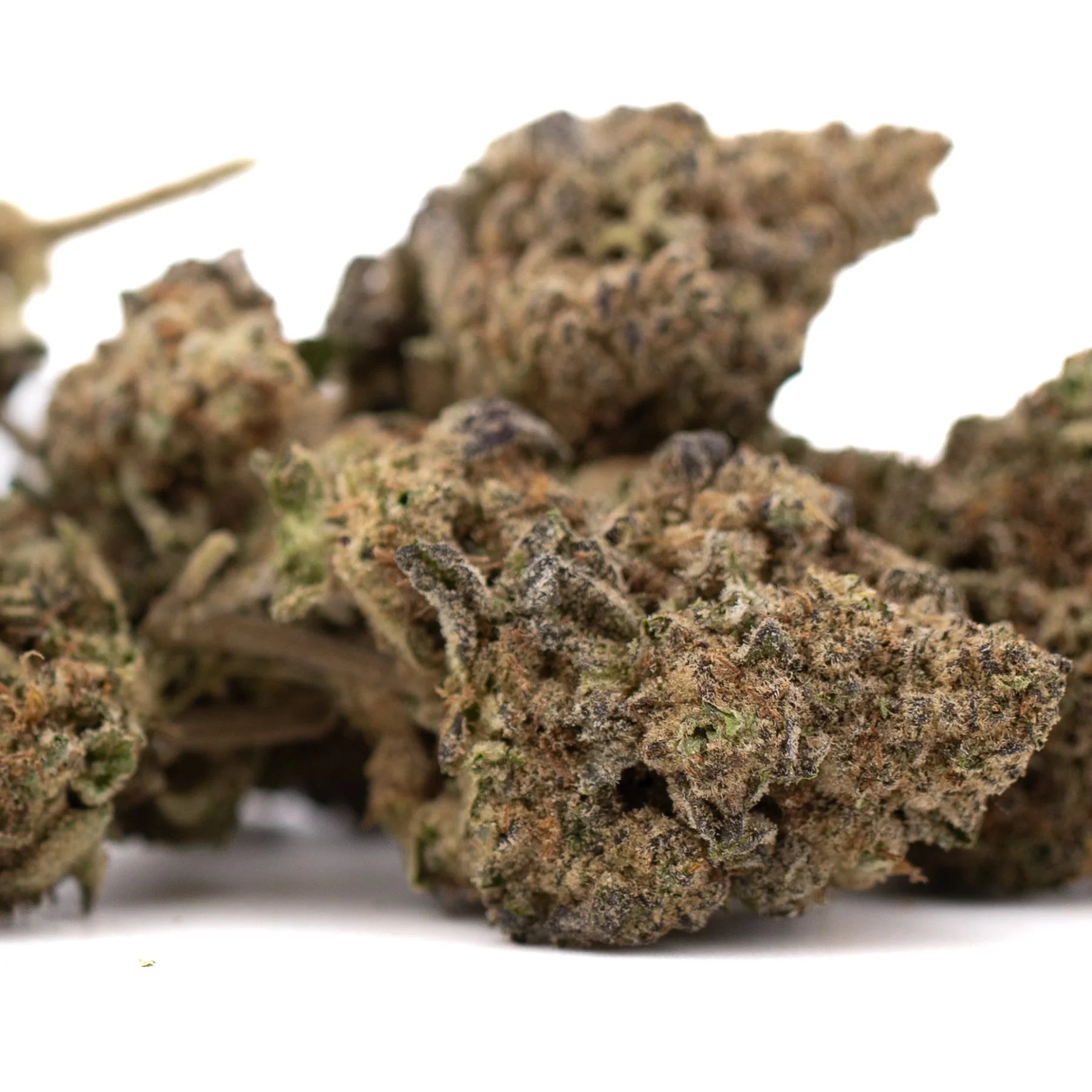 Premium Studio 54’s THCa hemp flower with purple trichomes